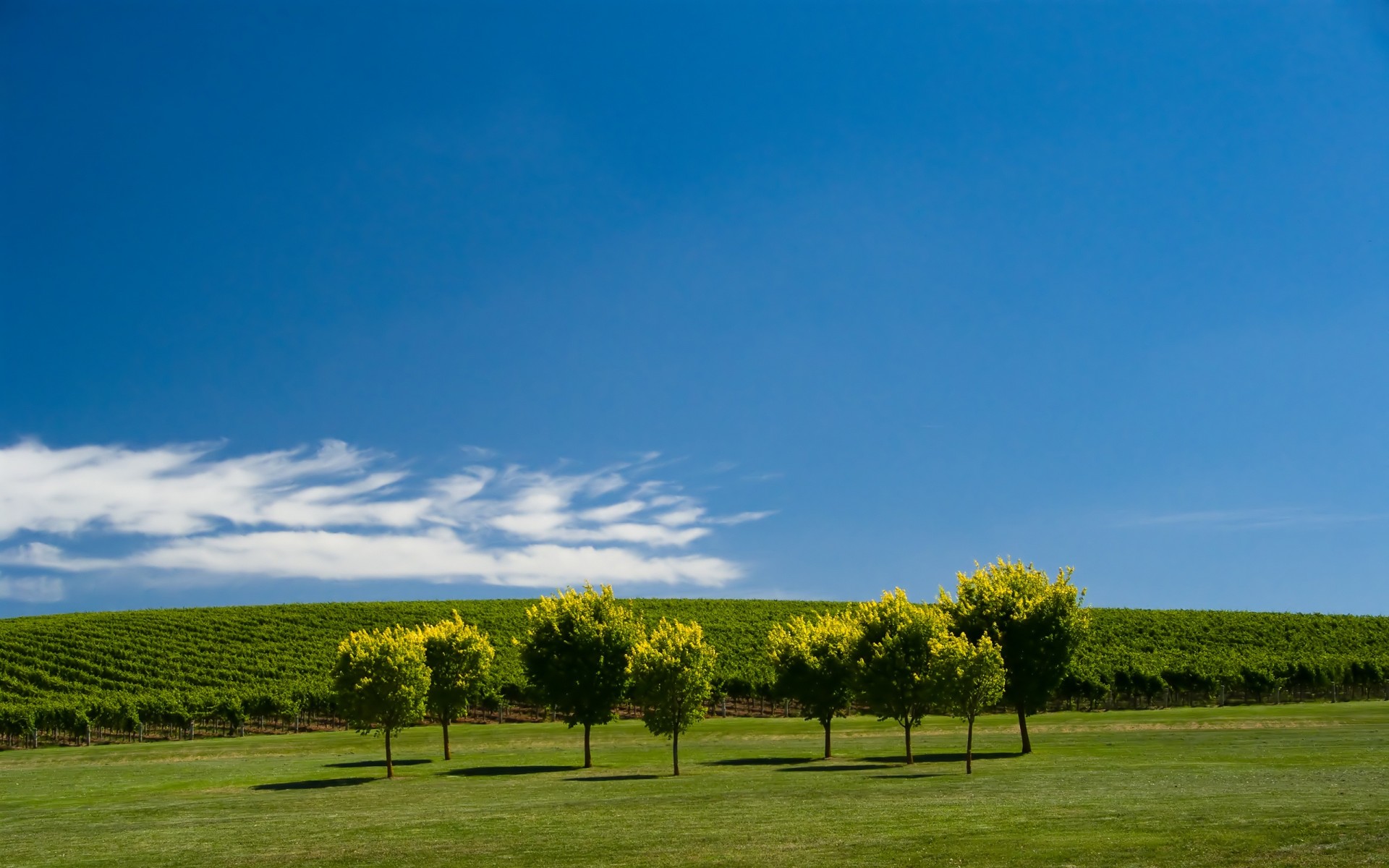 jardin pré arbres ciel