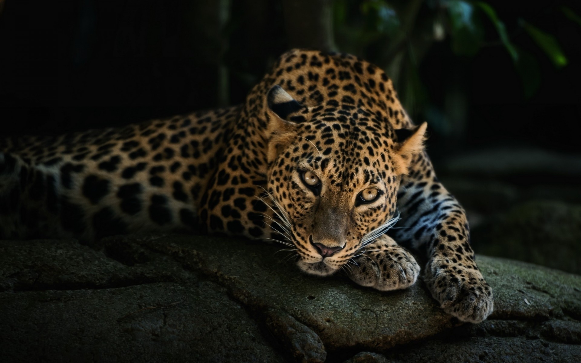 pietra riposo leopardo predatore vista