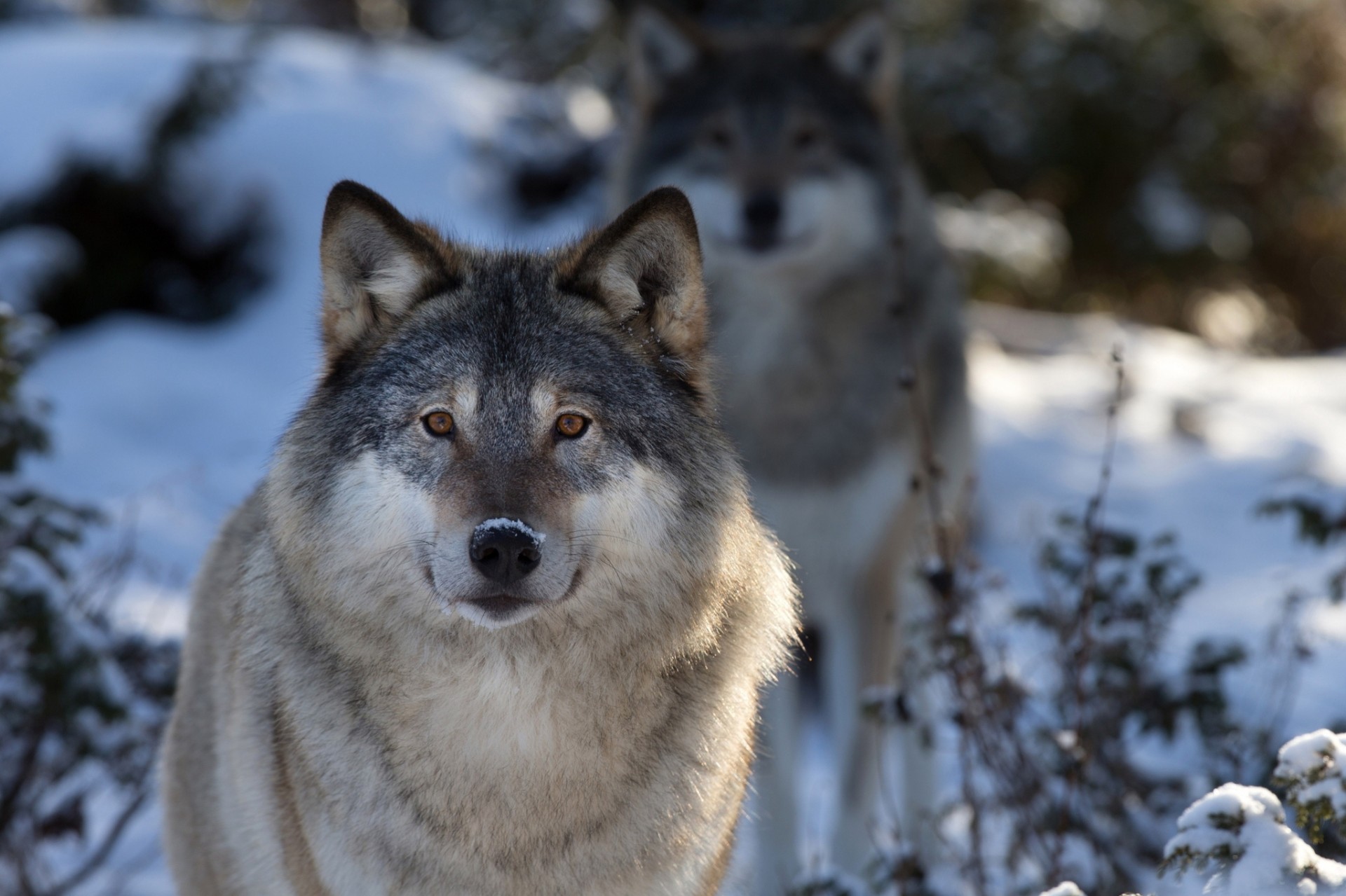 gros plan loup dents nature