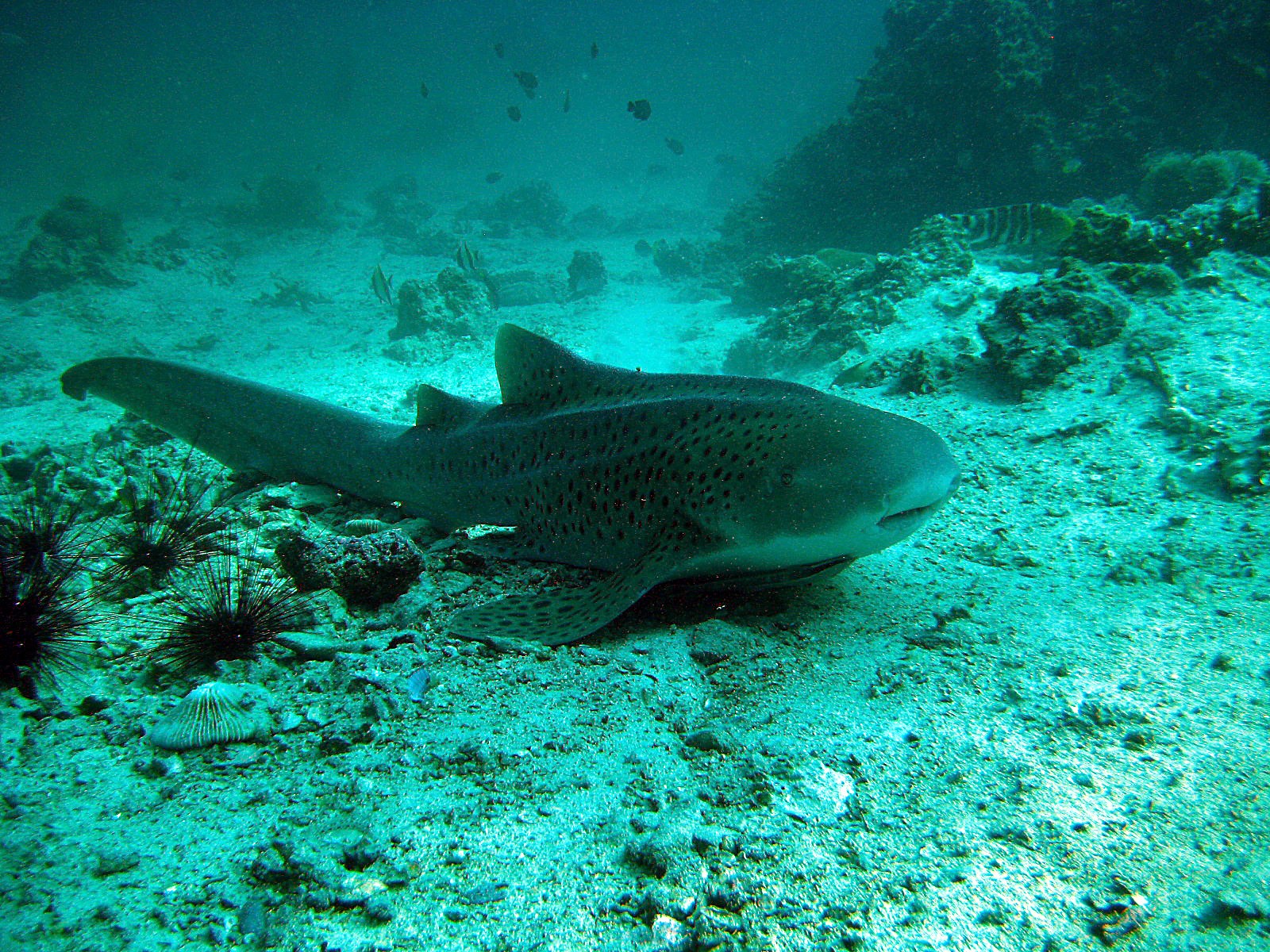 buceo tiburón leopardo mar