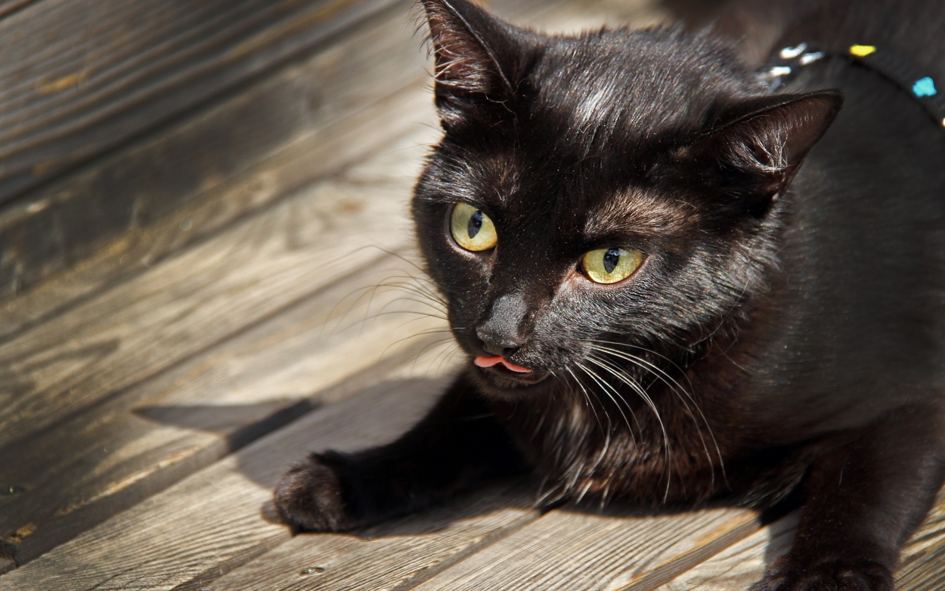 en bois chats animaux chat animaux plancher noir