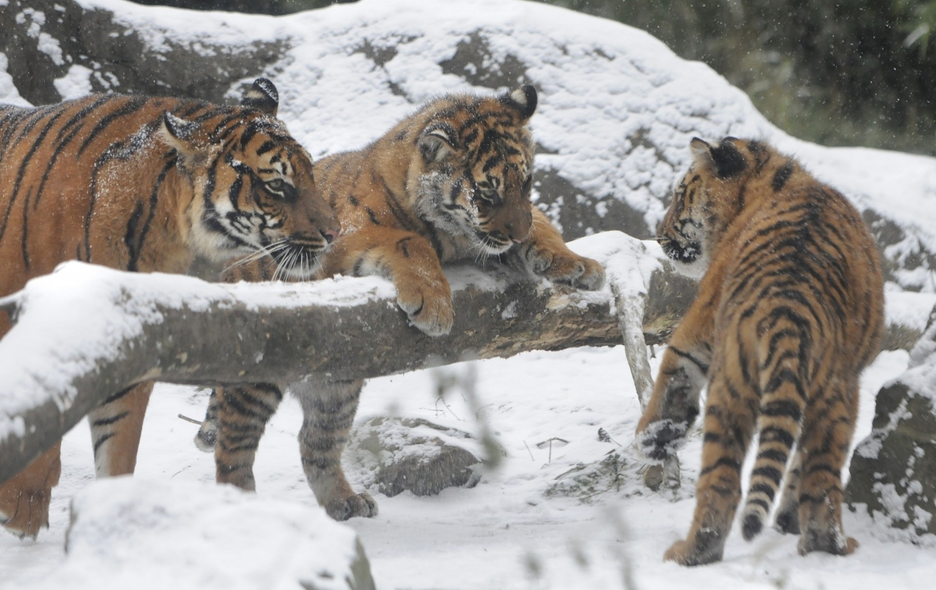 tigers cubs amur tiger