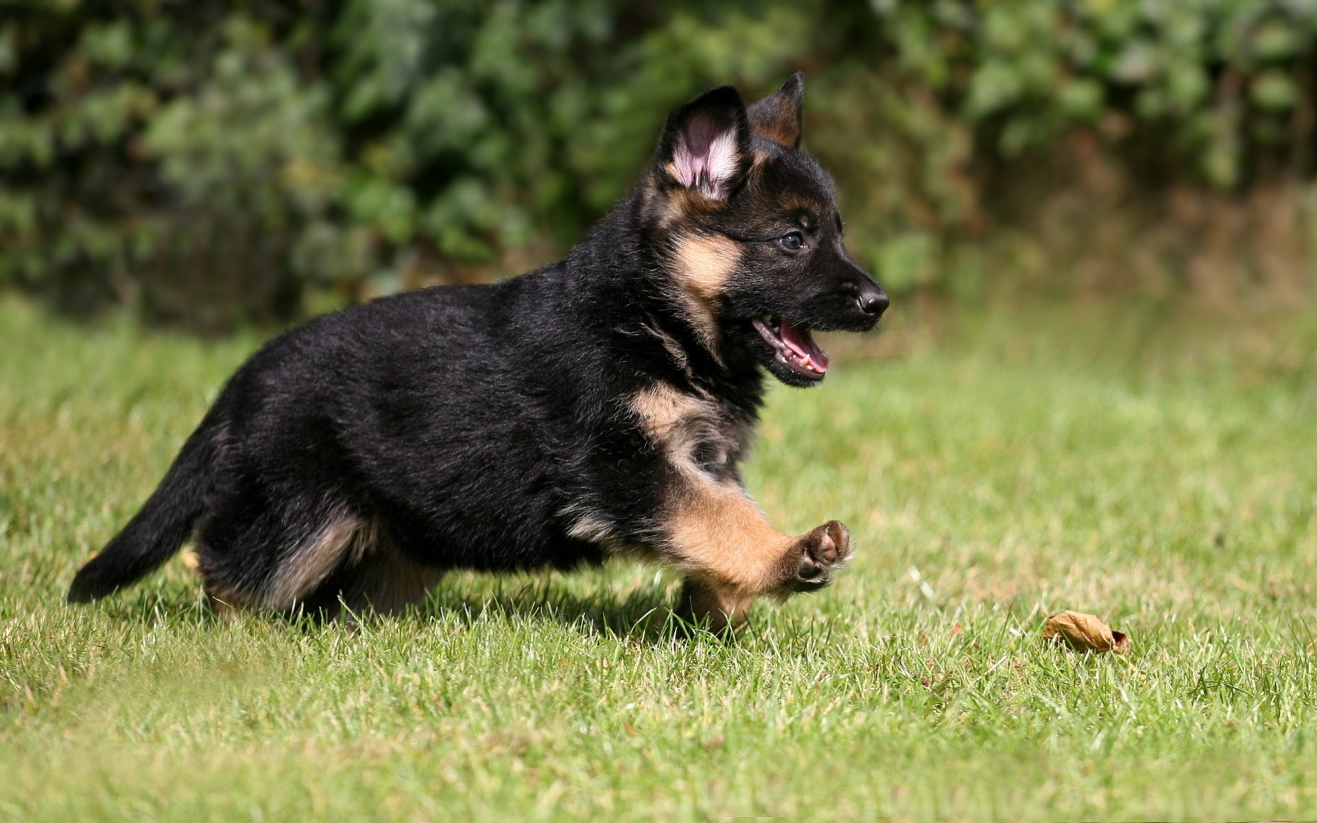 chien berger allemand animal chiot