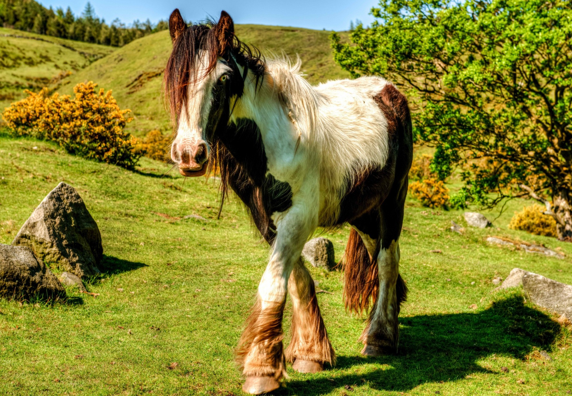 cavallo erba bello natura