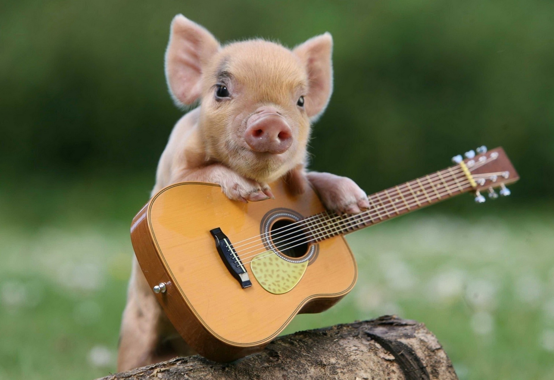 cochon guitare