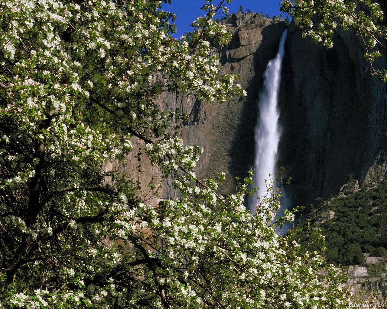 cascada flujo floración