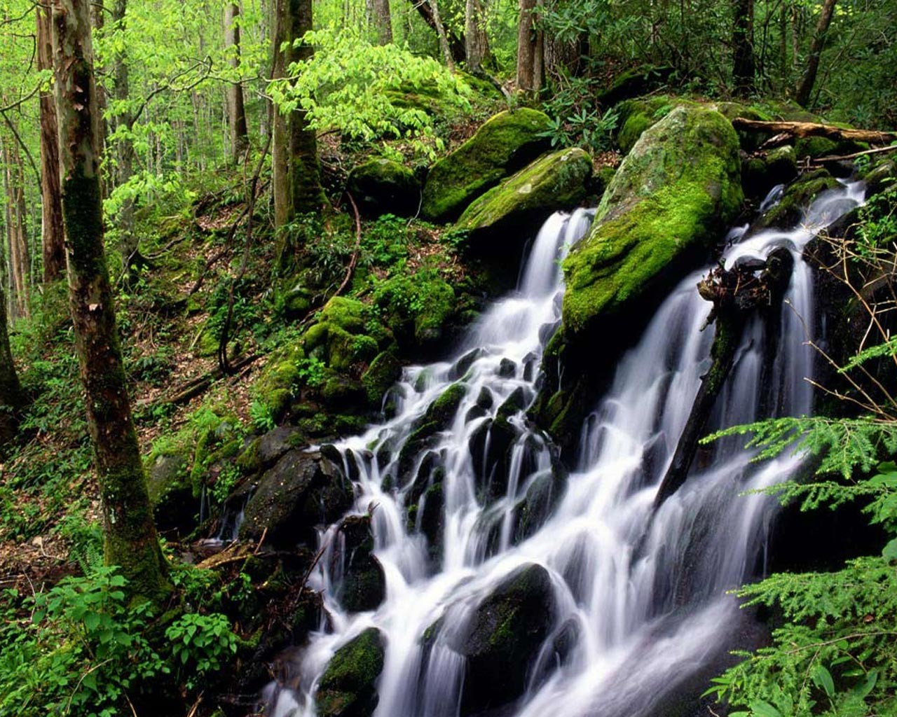 cascade forêt eau nature