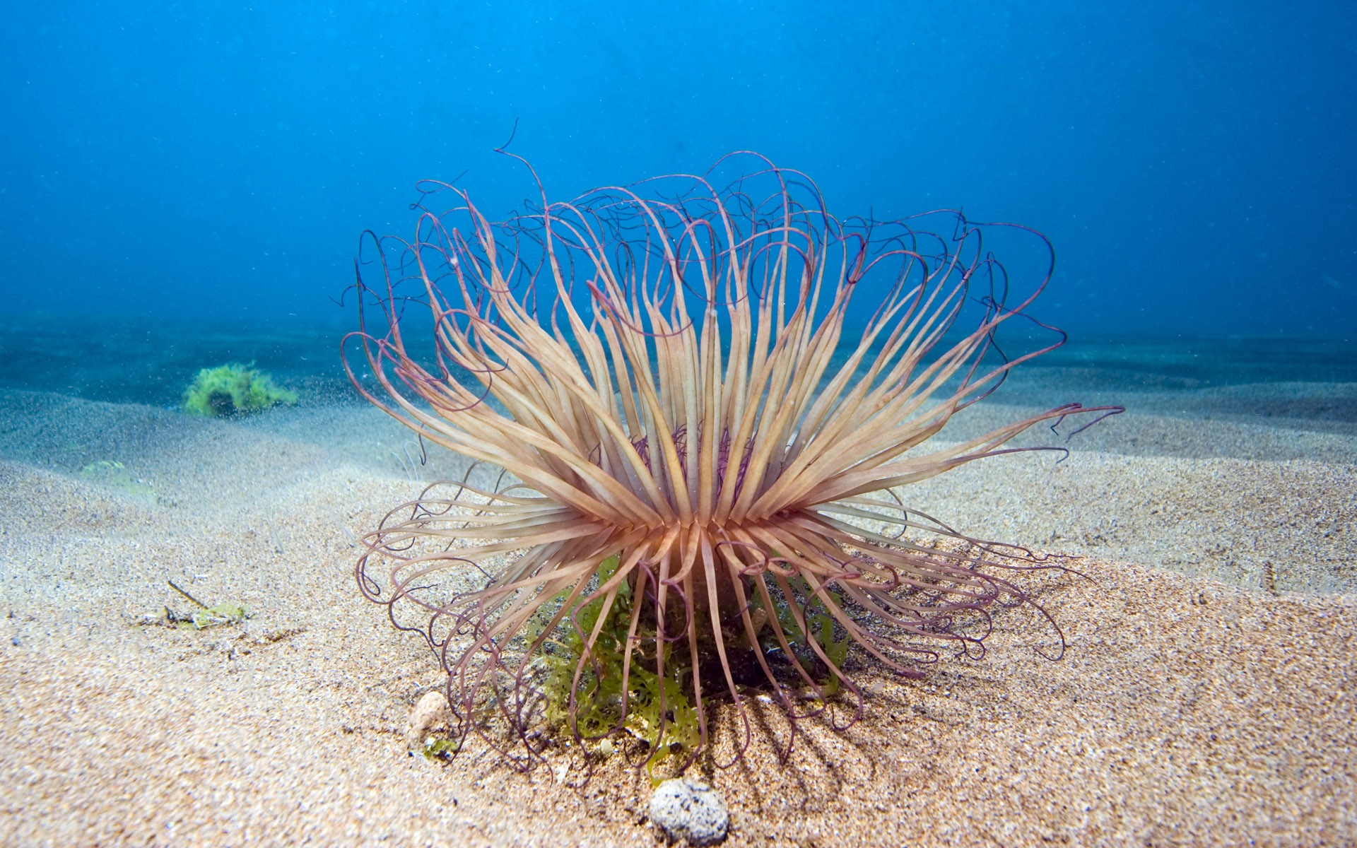 profondeur sable plante