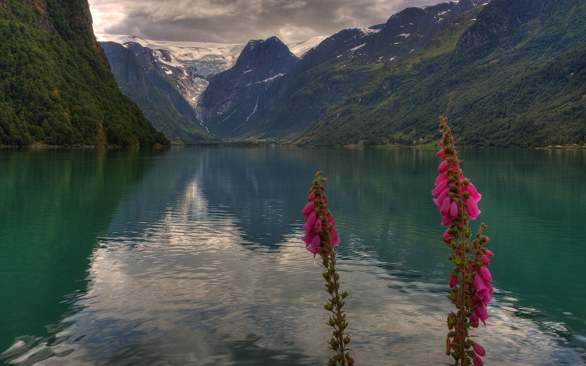 norvège oldedal vallée stryn fleurs