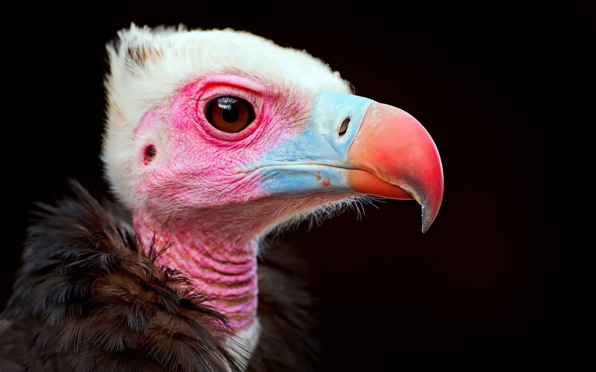 schnabel vögel farben raubtier