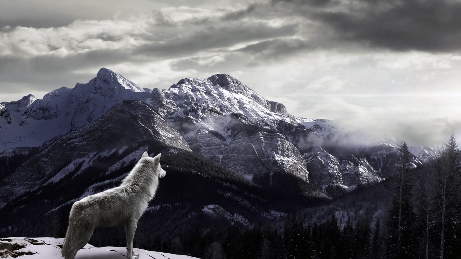 lobo montañas niebla nieve