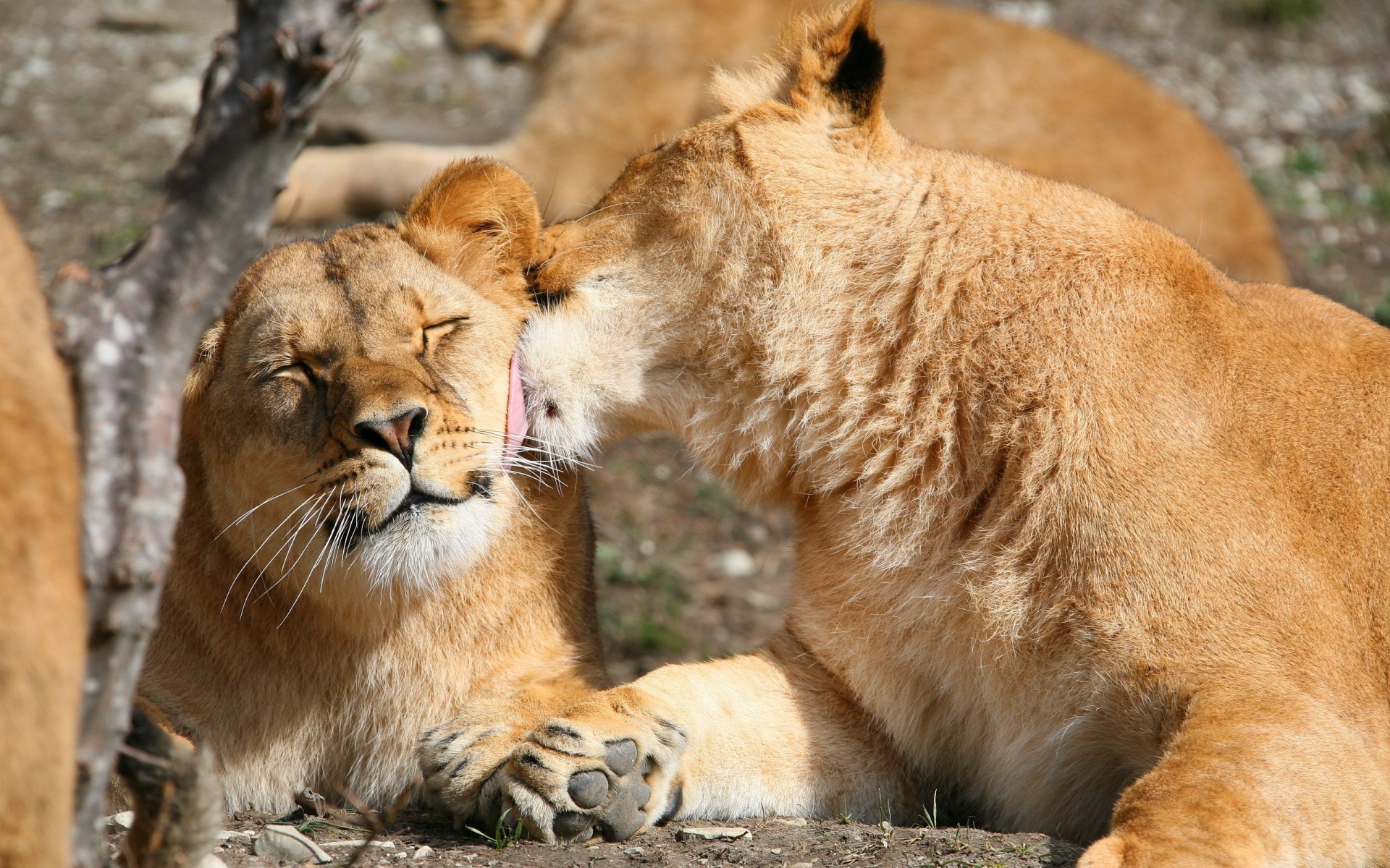 leones pareja comadreja león