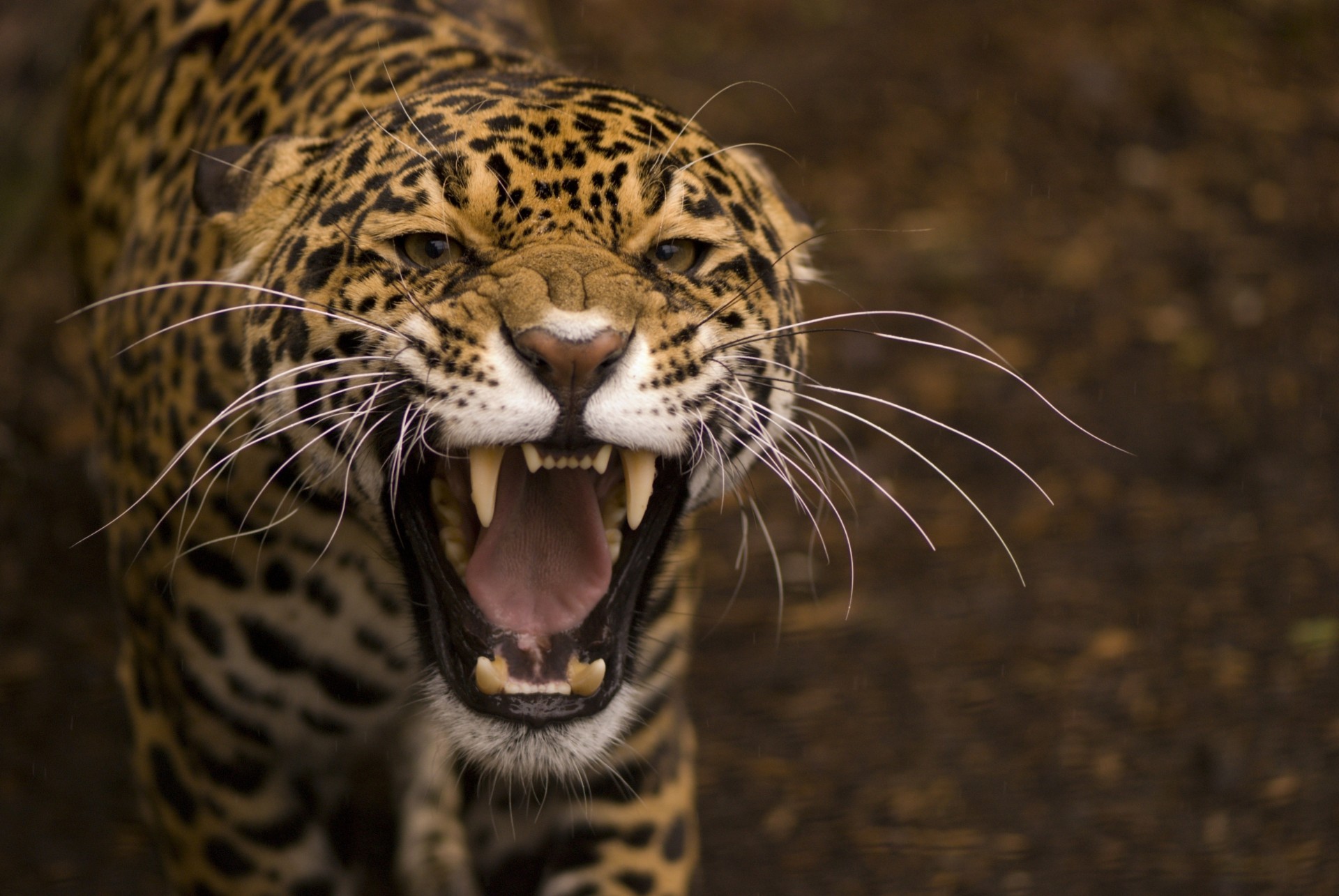 dientes rabia boca jaguar ira colmillos gato salvaje animales