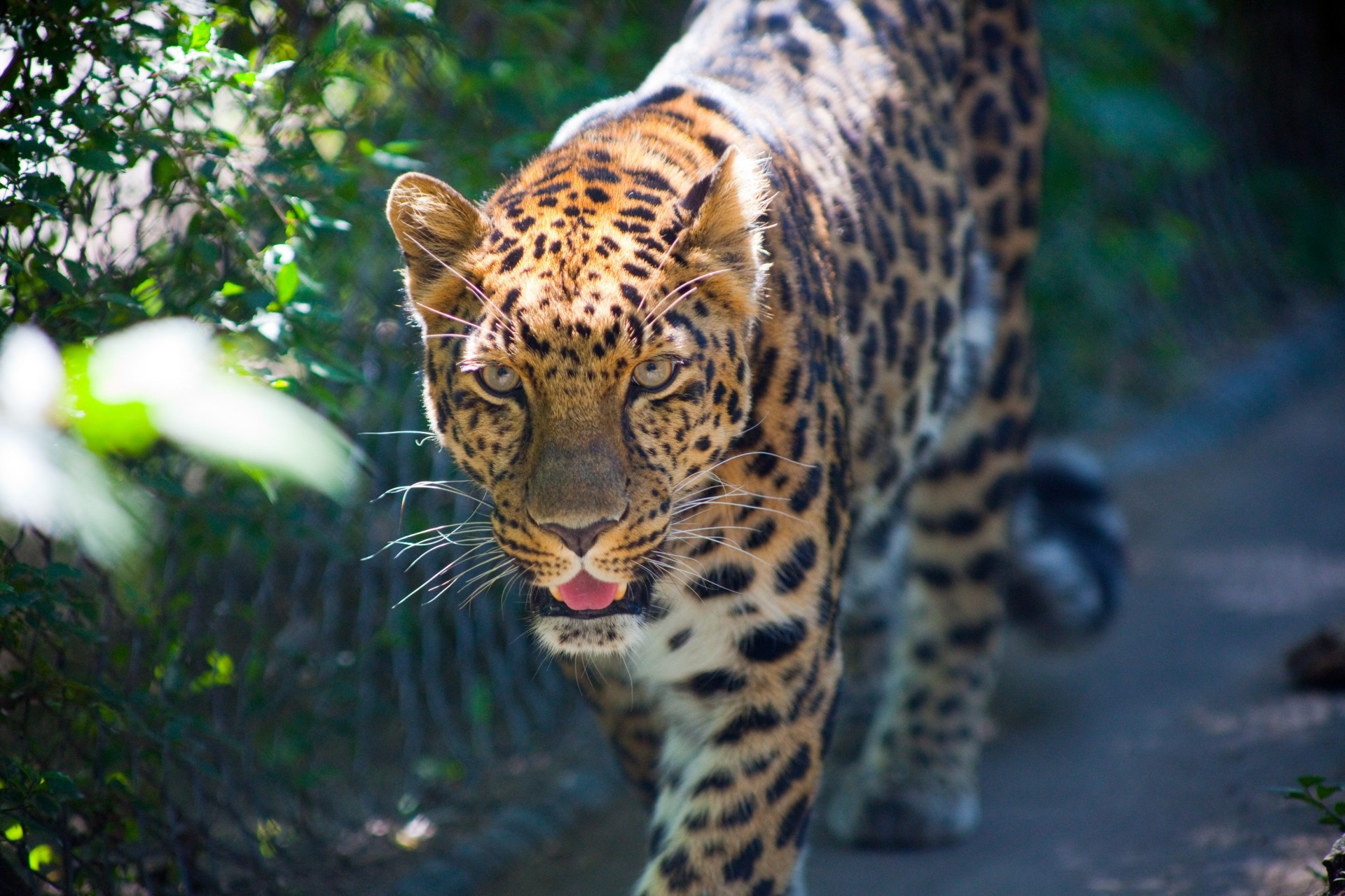 zähne raubtier leopard natur blick grill tiere eckzähne farben