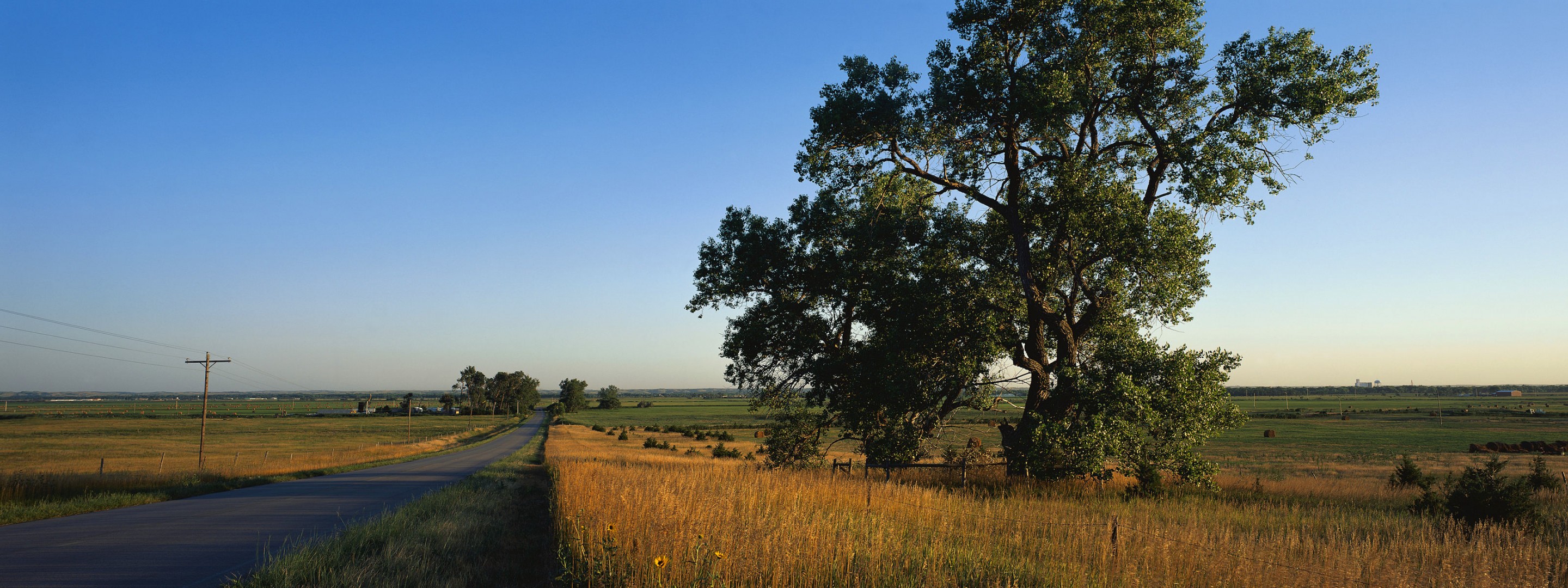 road the field tree countryside