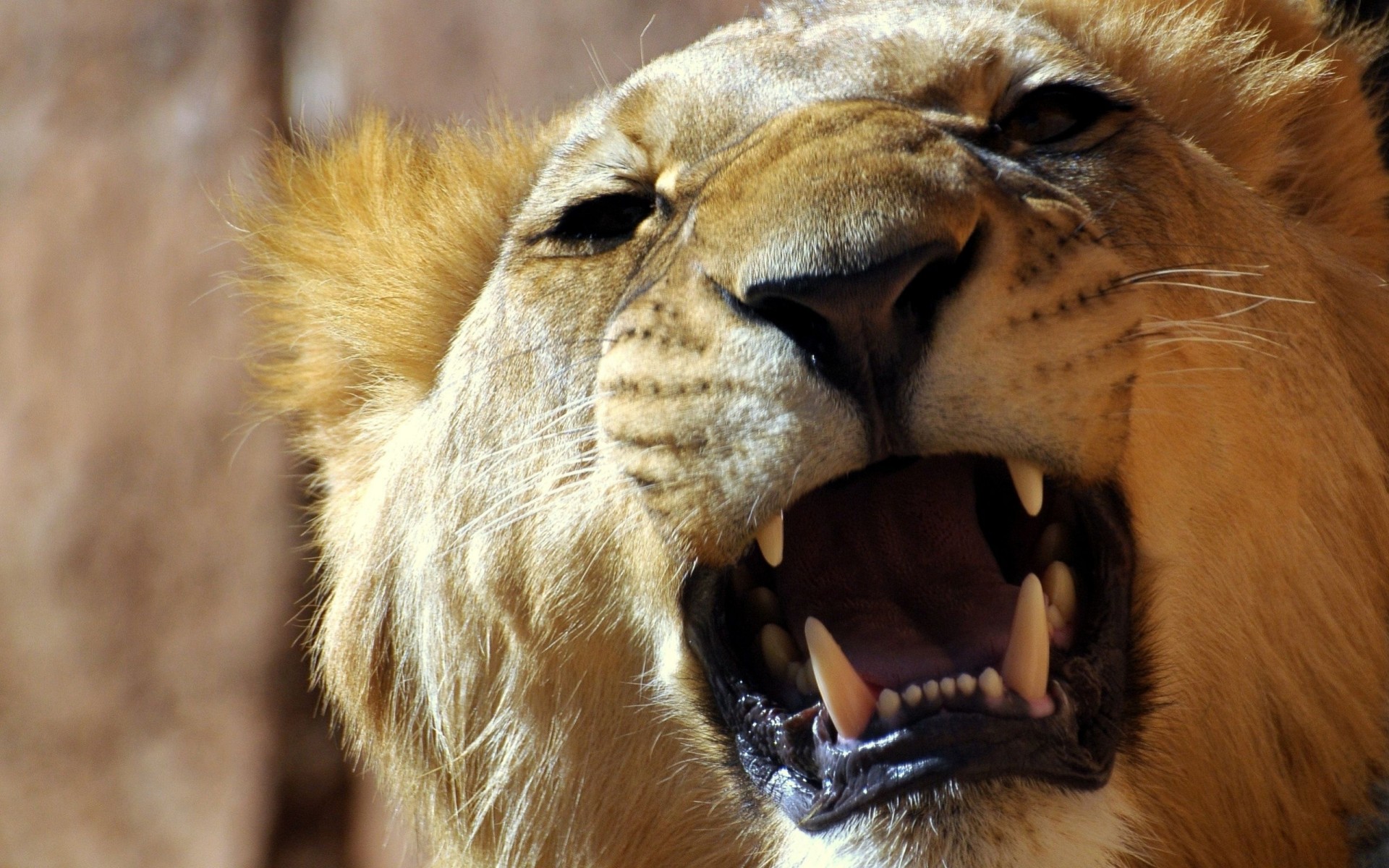 dents colère animaux lion agression