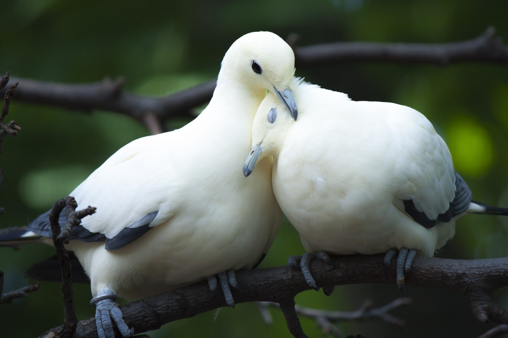 branch love birds couple blue