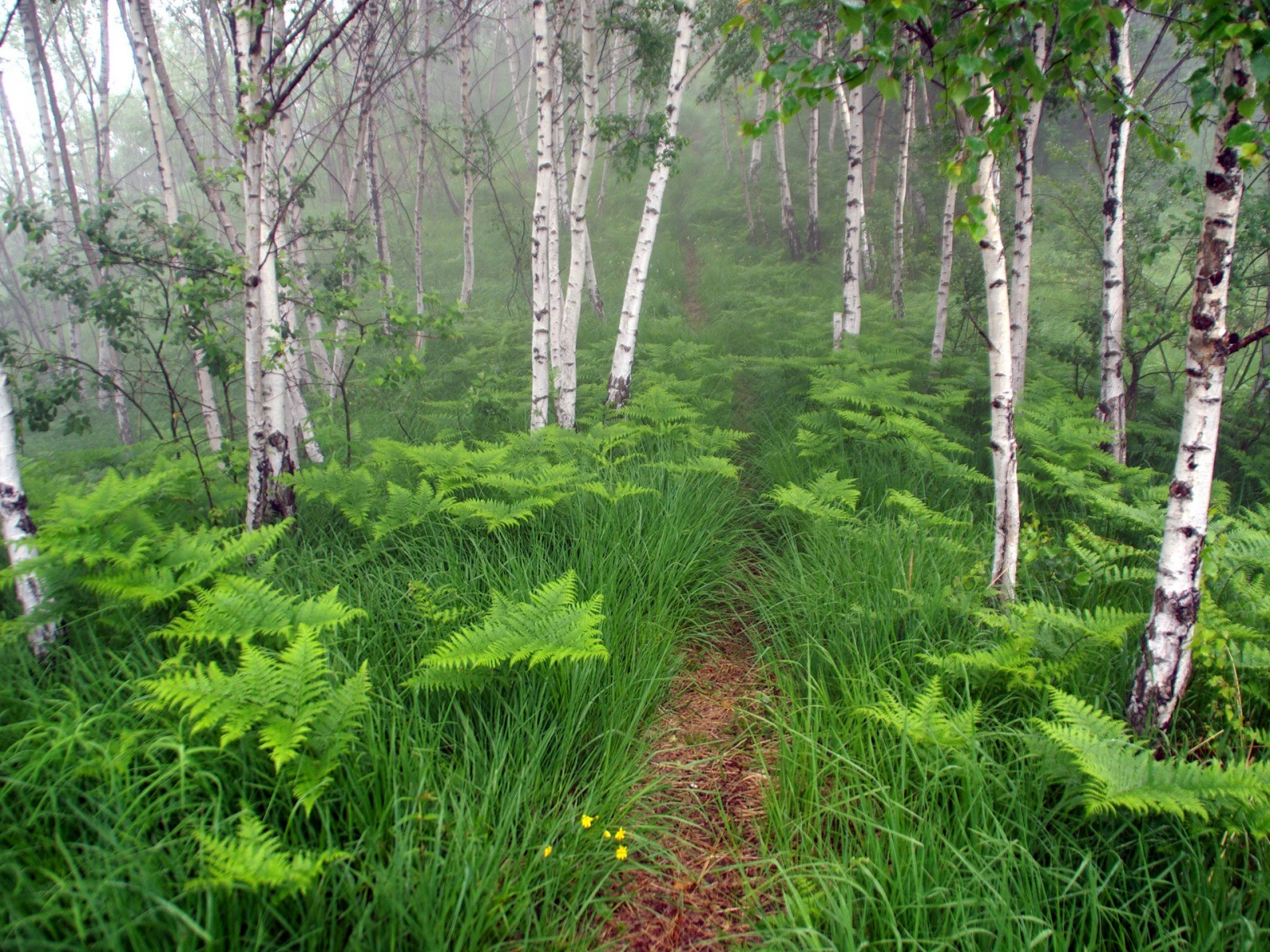 arbres forêt fougères buissons sentier