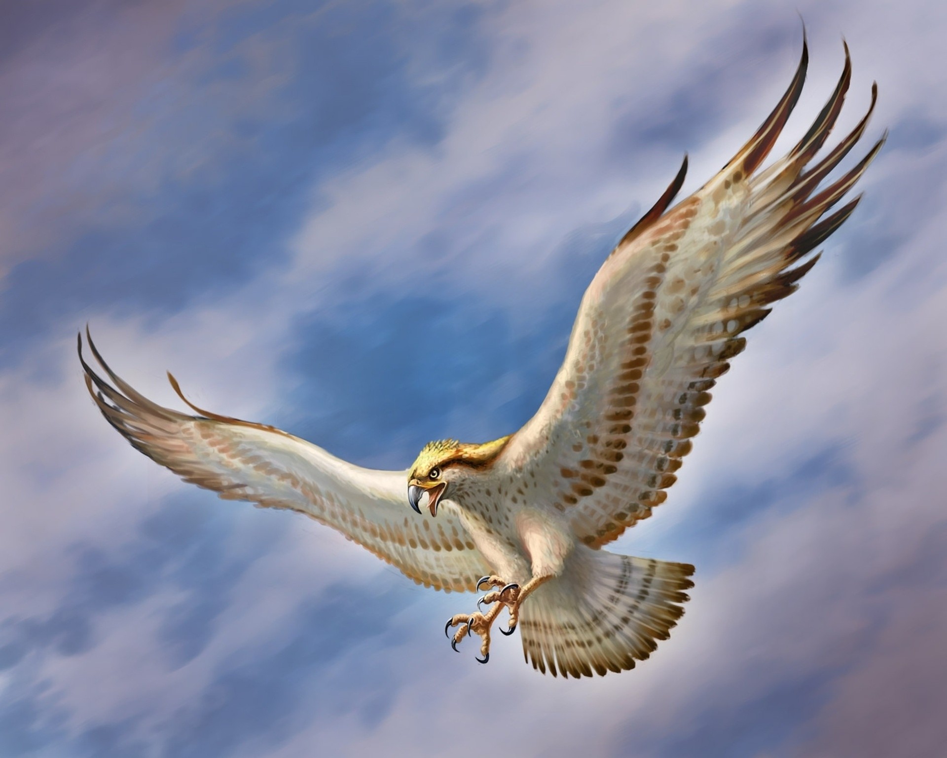 birds falcon art wings sky