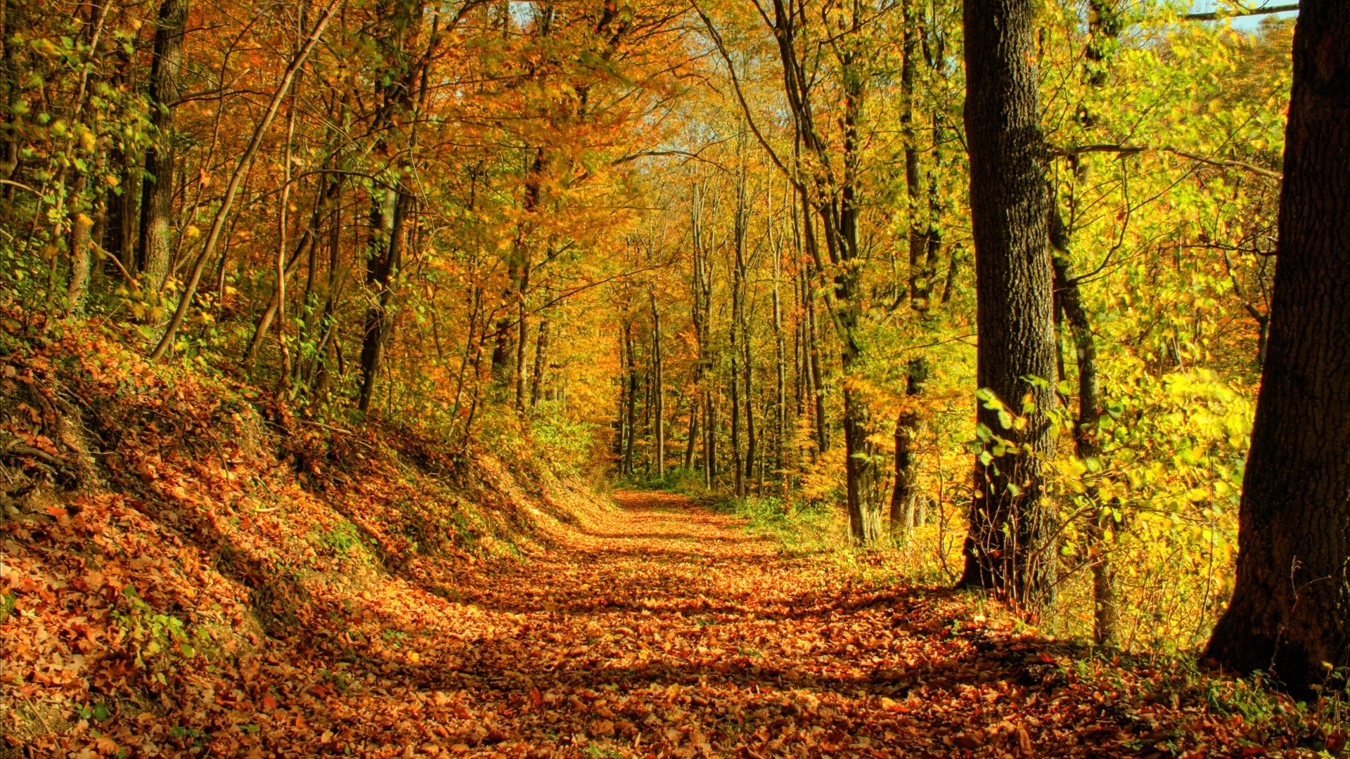 foresta alberi autunno foglie