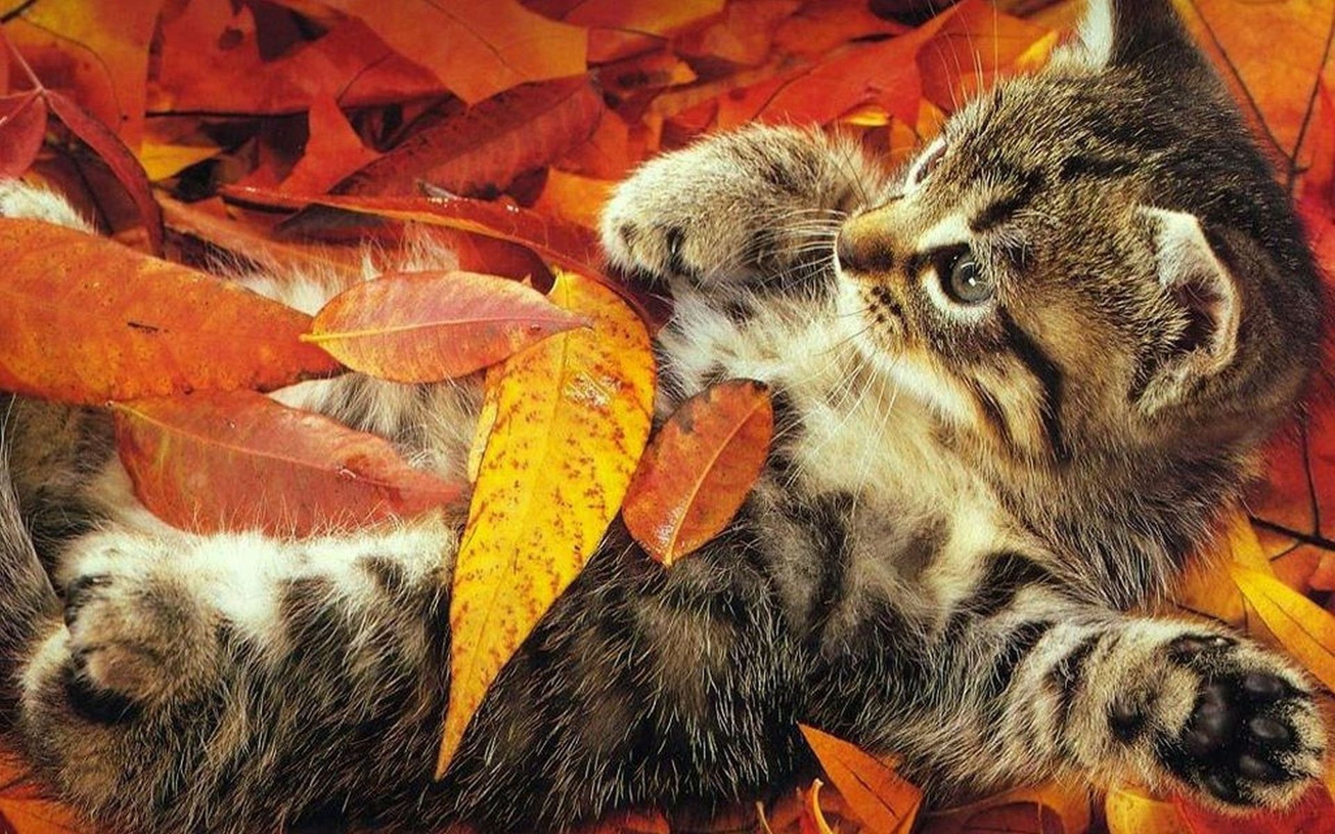 foglia autunno gatti bambini