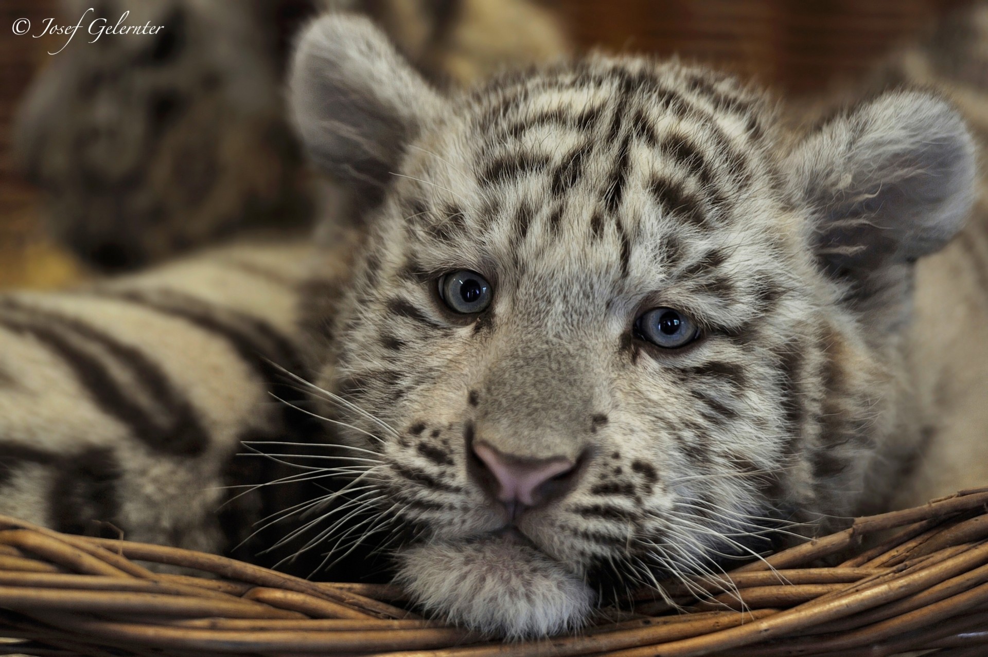 tiger hat