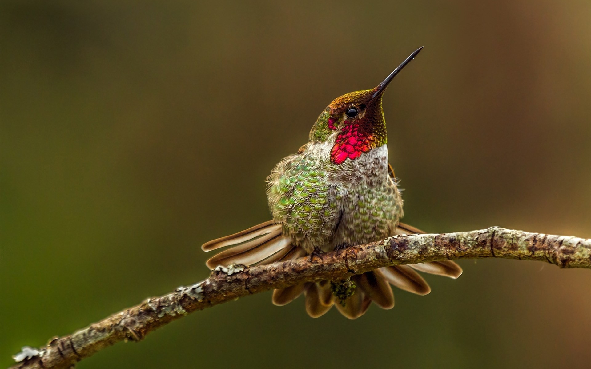 macro pico aves colibrí rama