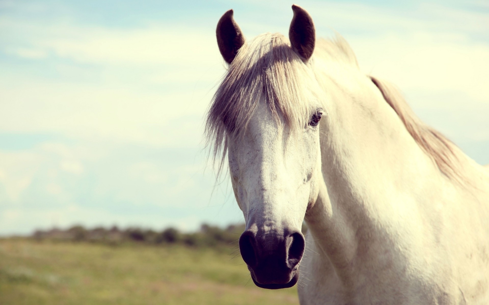 blanc cheval tête crinière