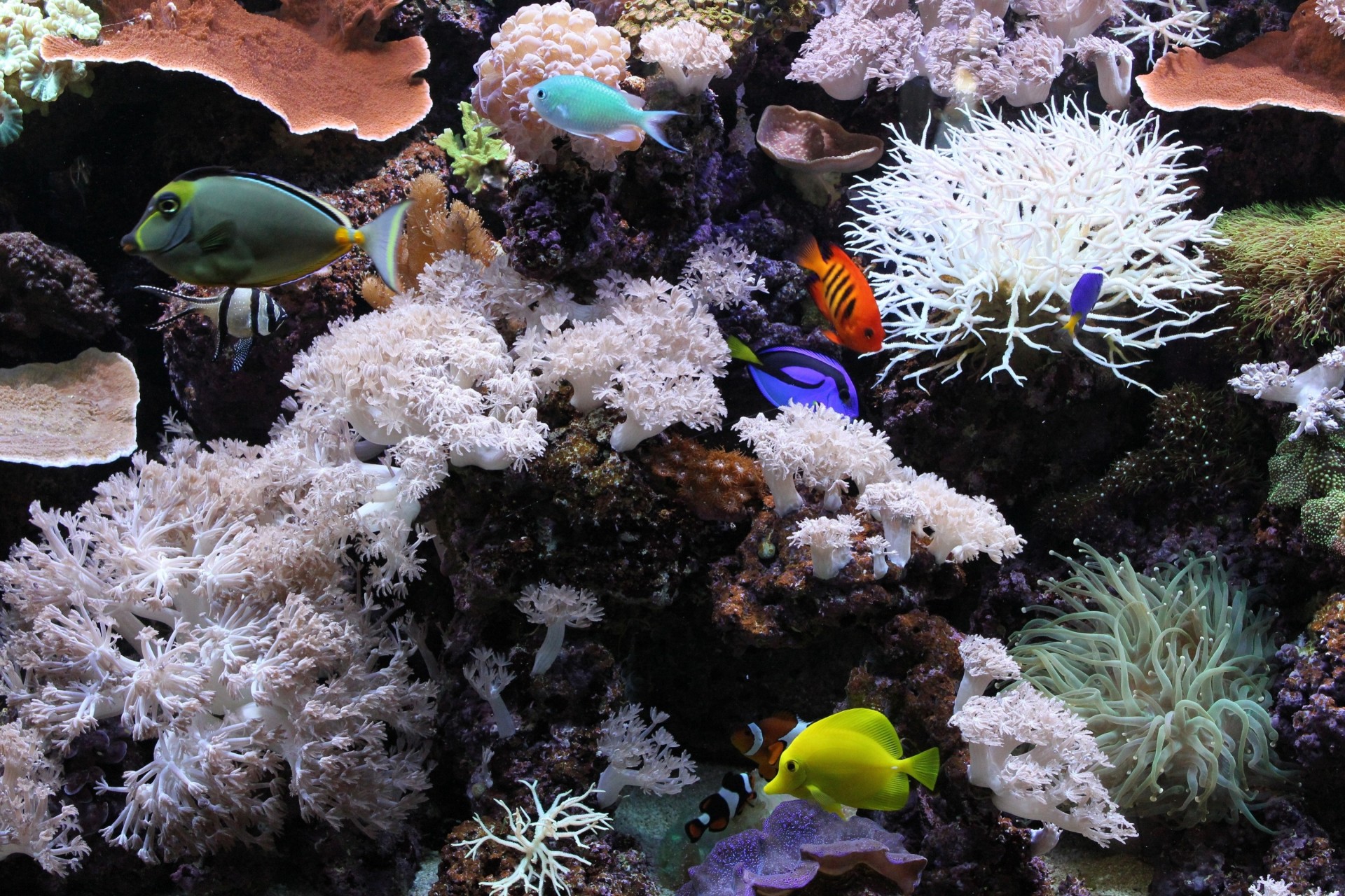 aquarium underwater fish coral