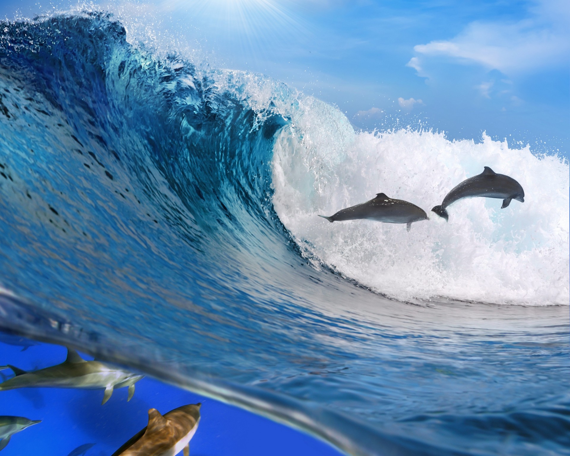 dolphins wave ocean freedom