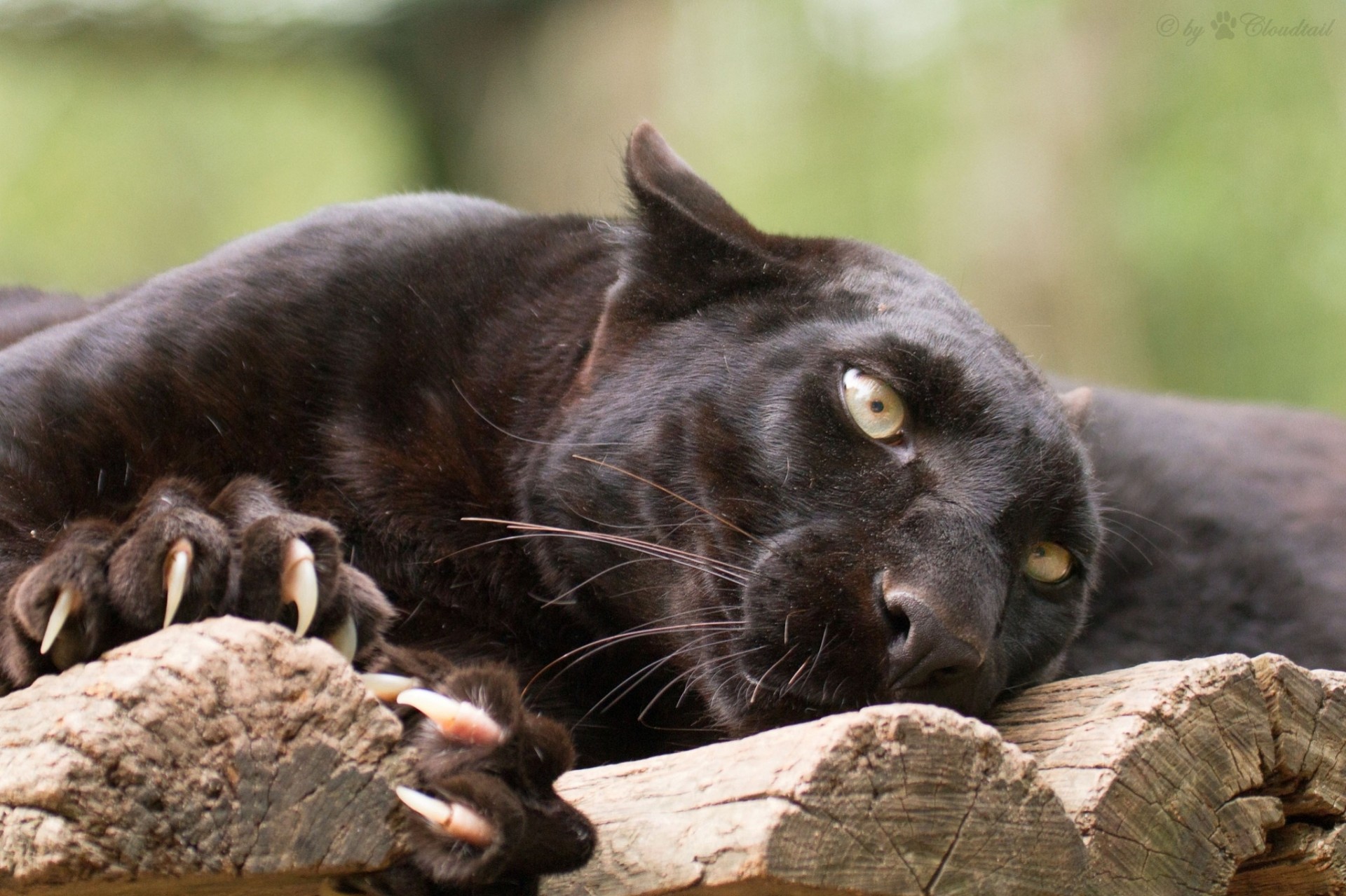 claws wild cat panther leopard