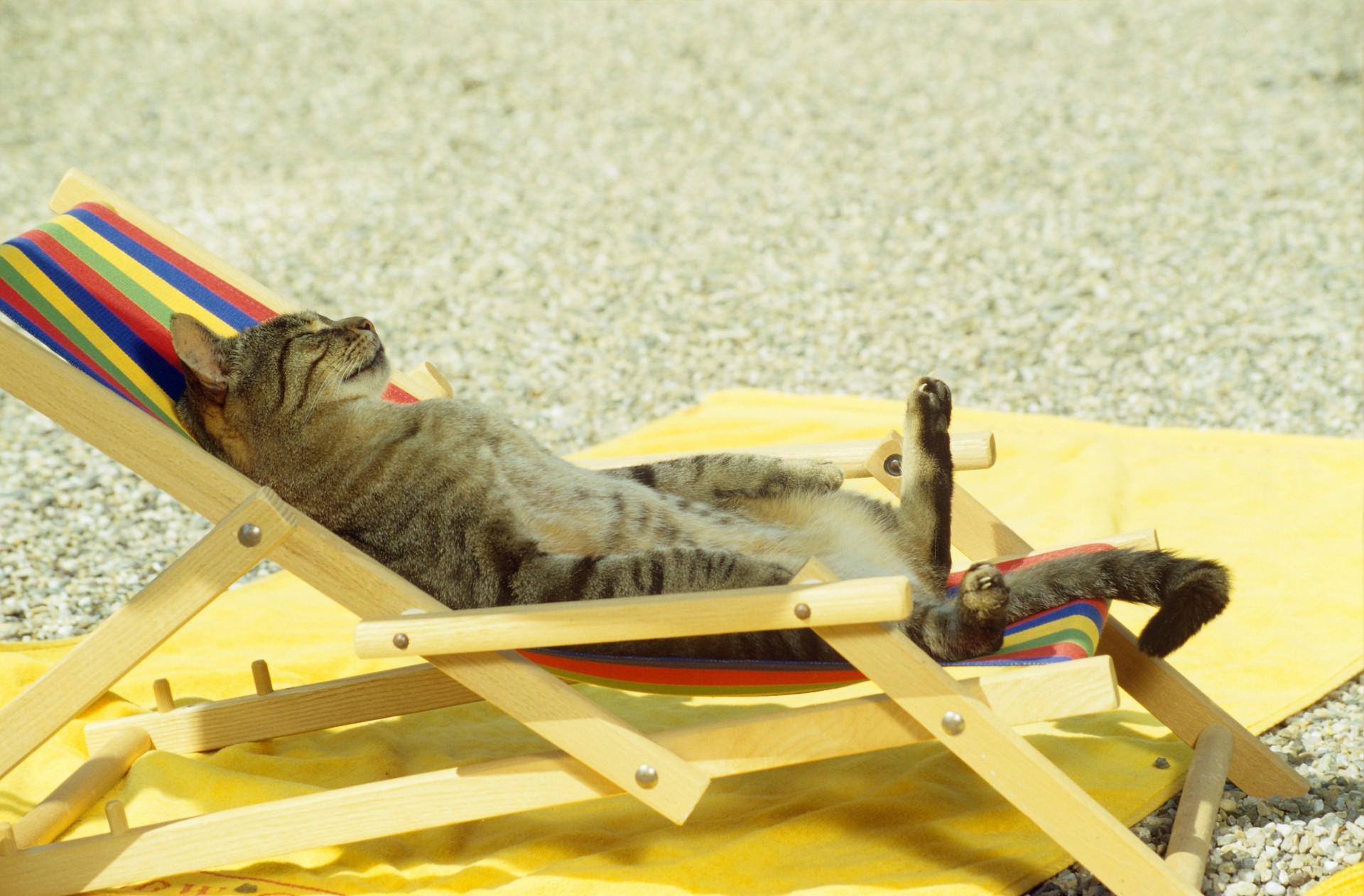 spiaggia divertente sala gatto