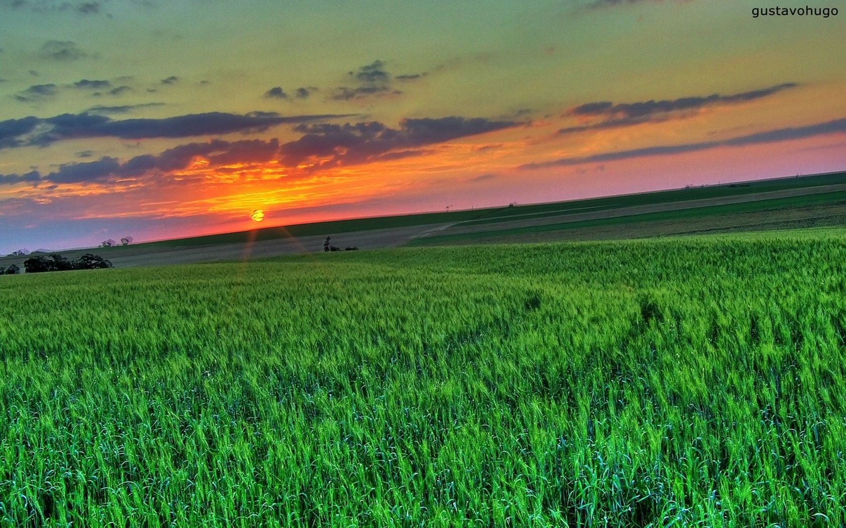 erba bellezza natura