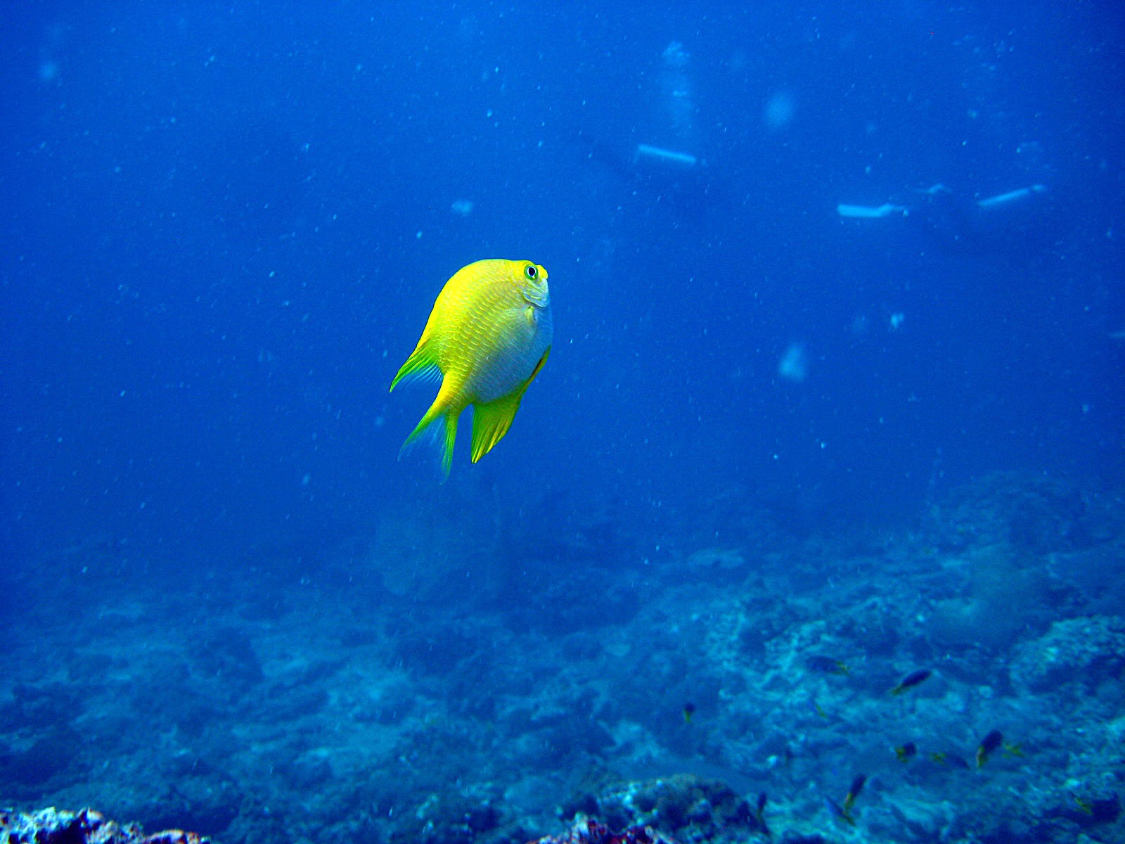 fish sea thailand sea