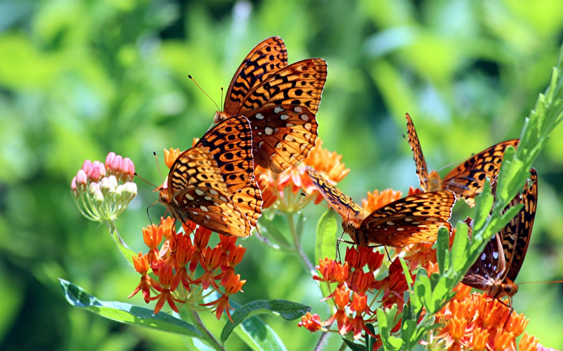 gros plan papillons fleurs