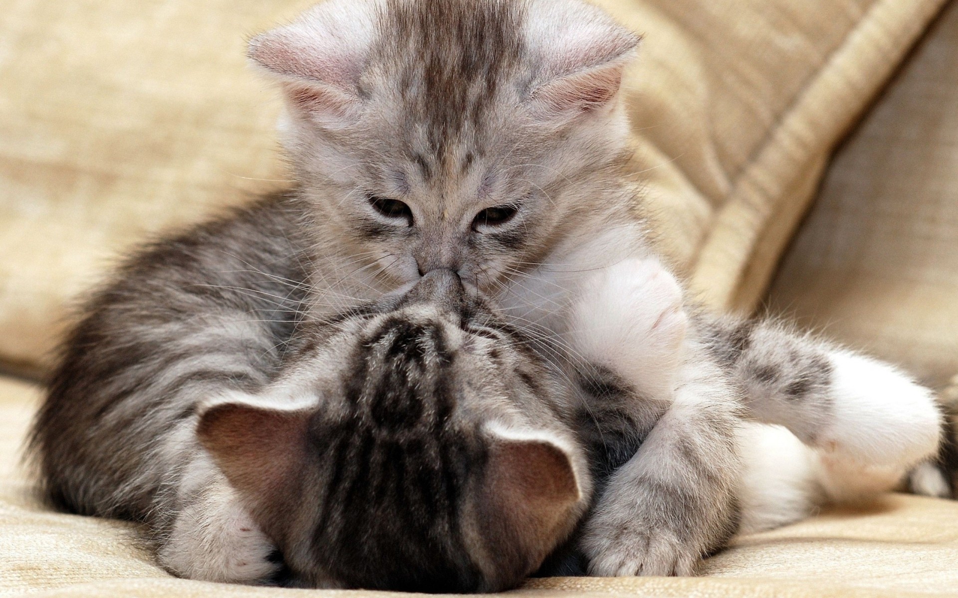 bacio cura gattini coppia