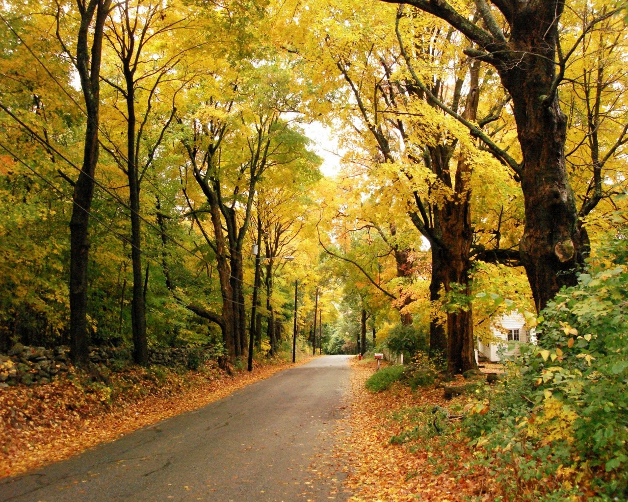 strada autunno fogliame