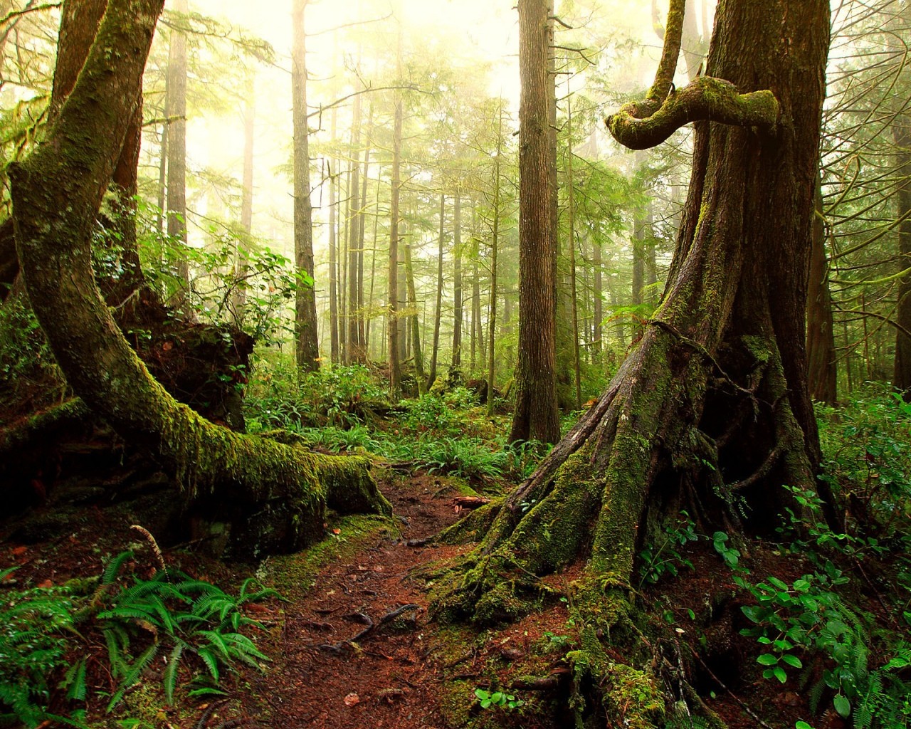 forêt arbres wilds