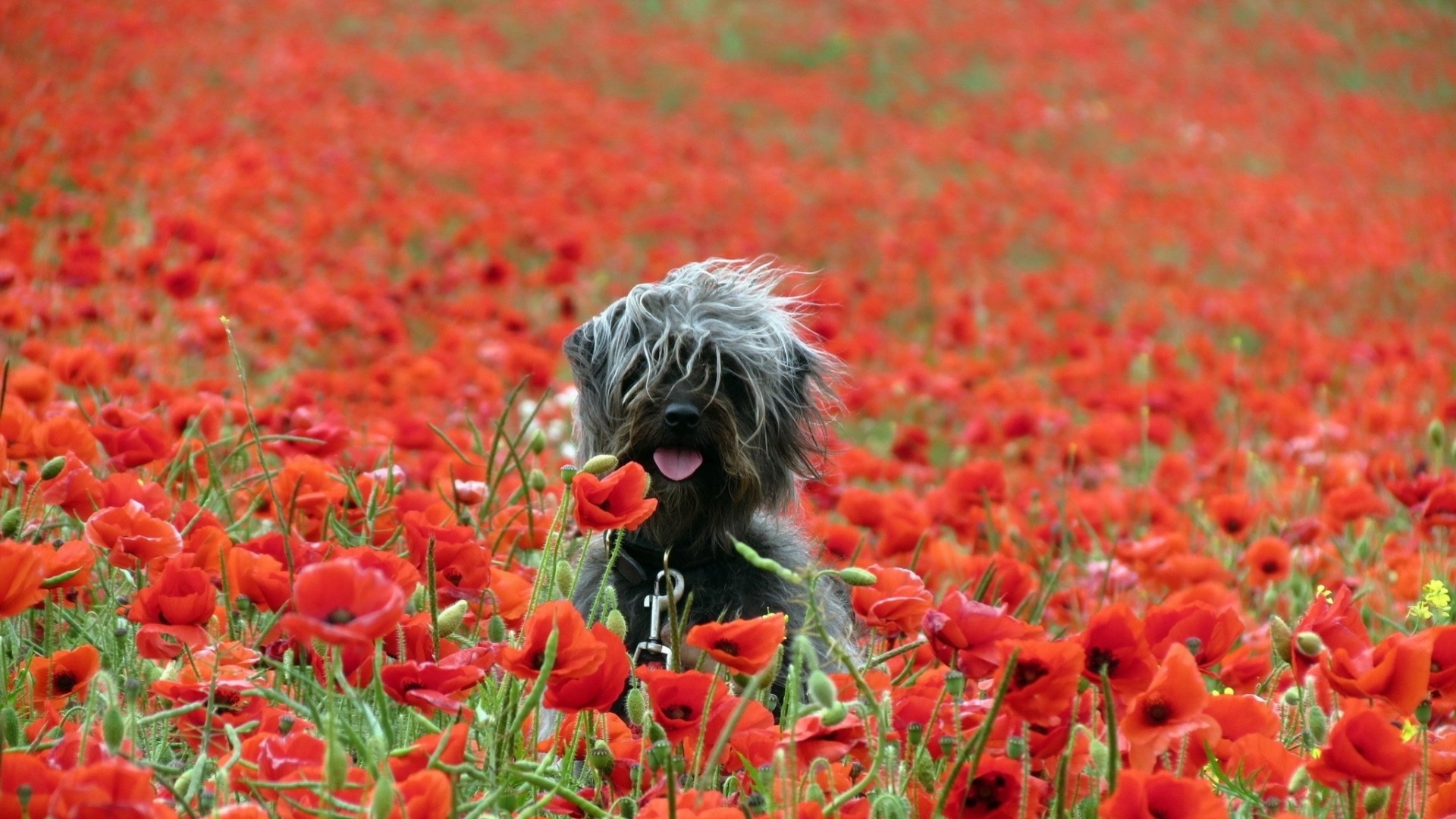 perro amapolas naturaleza