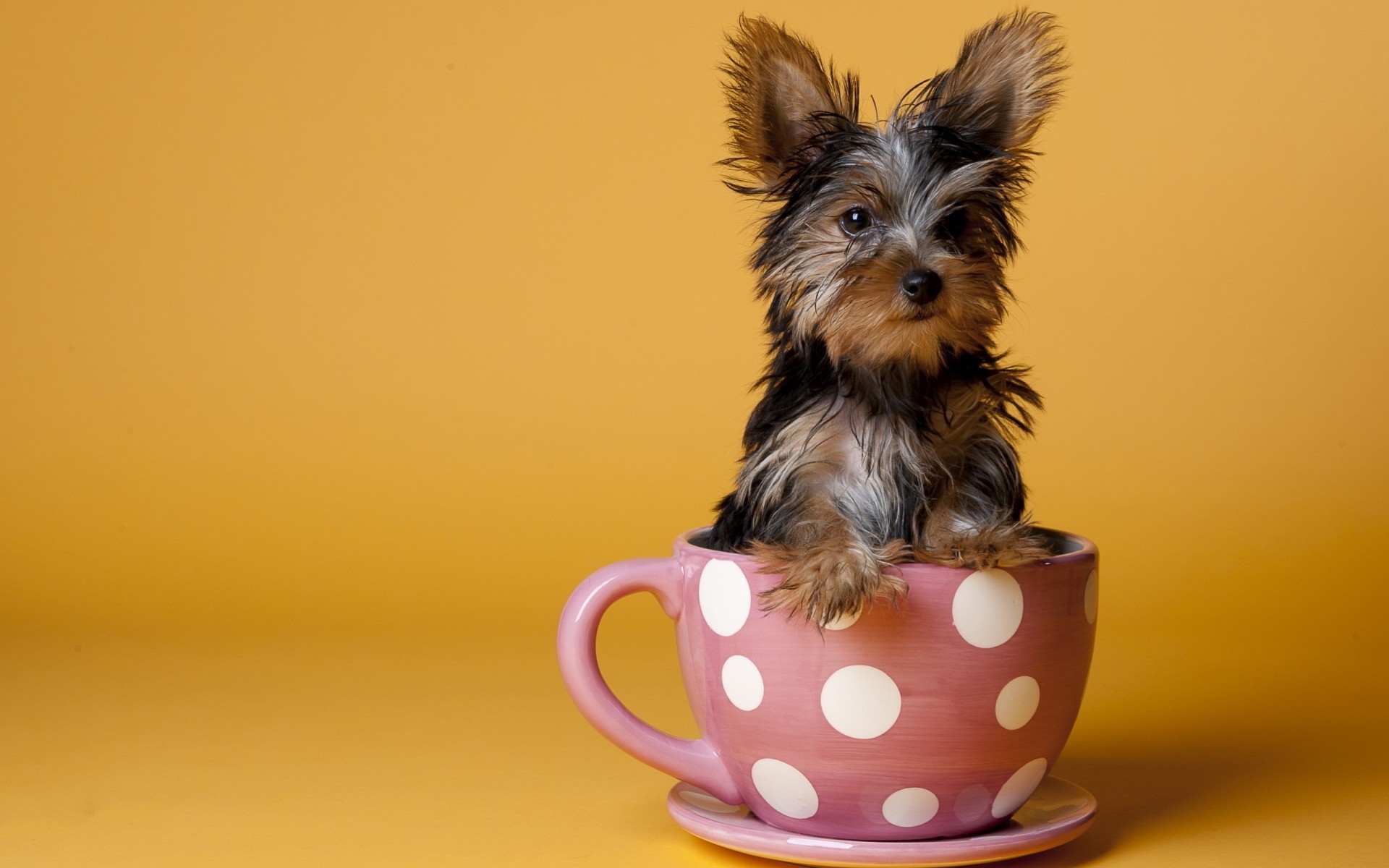 background dog cup