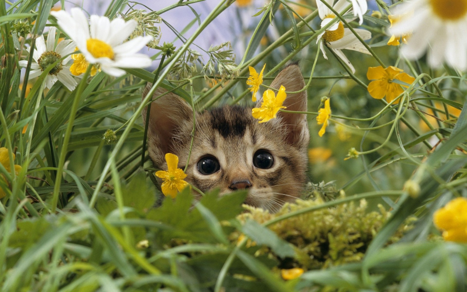 chats été fleurs bébés