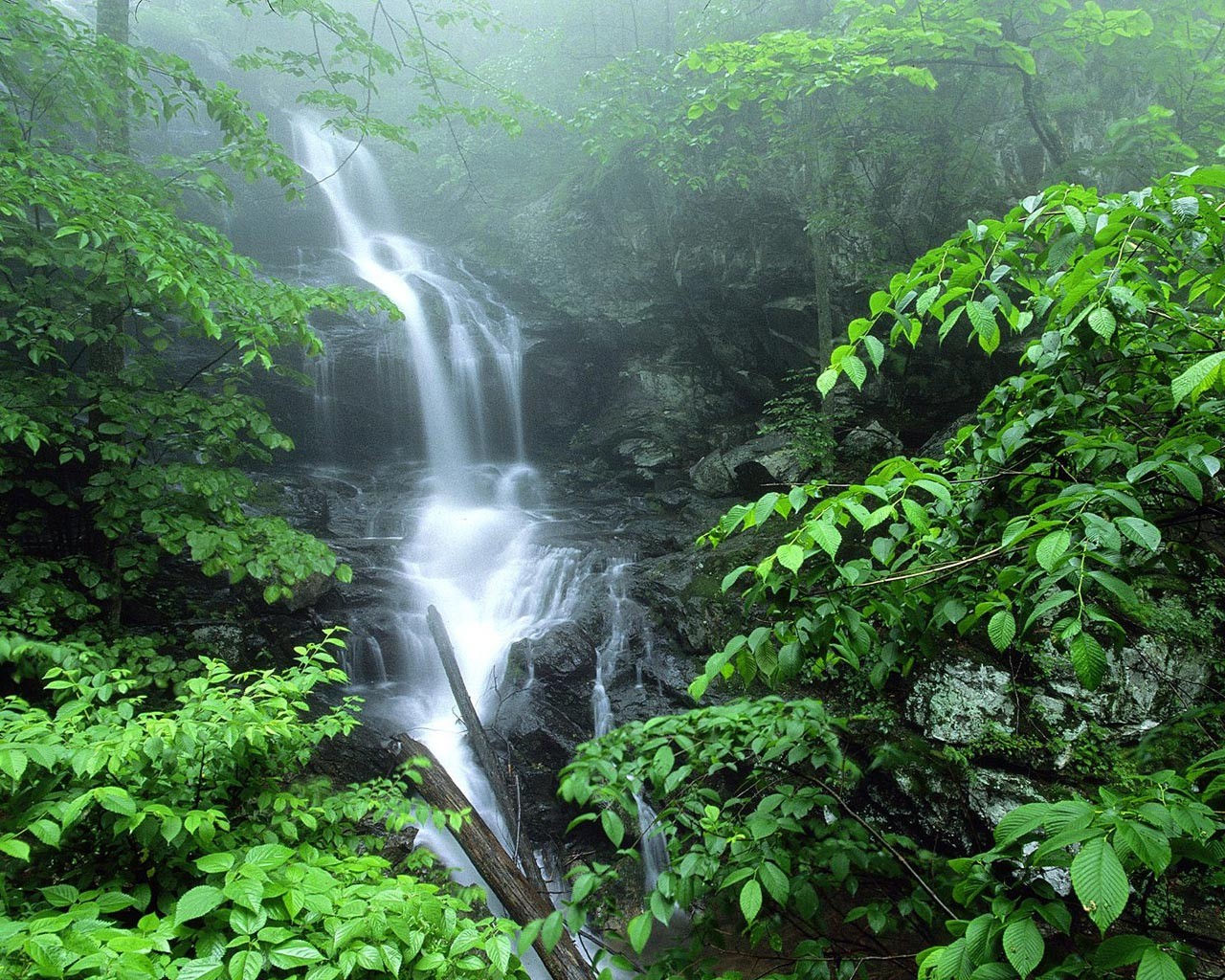 waterfall foliage nature