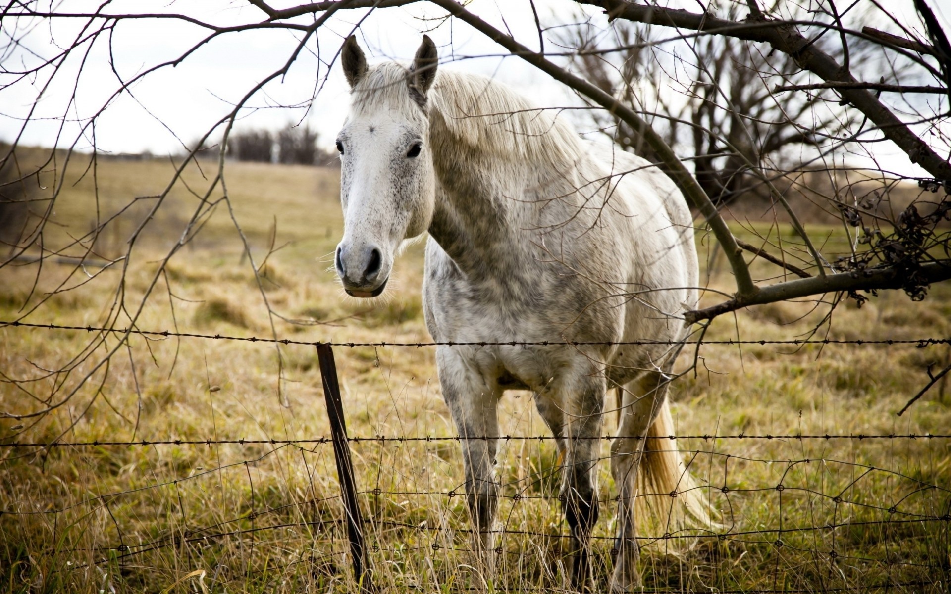 horse grass fence tree