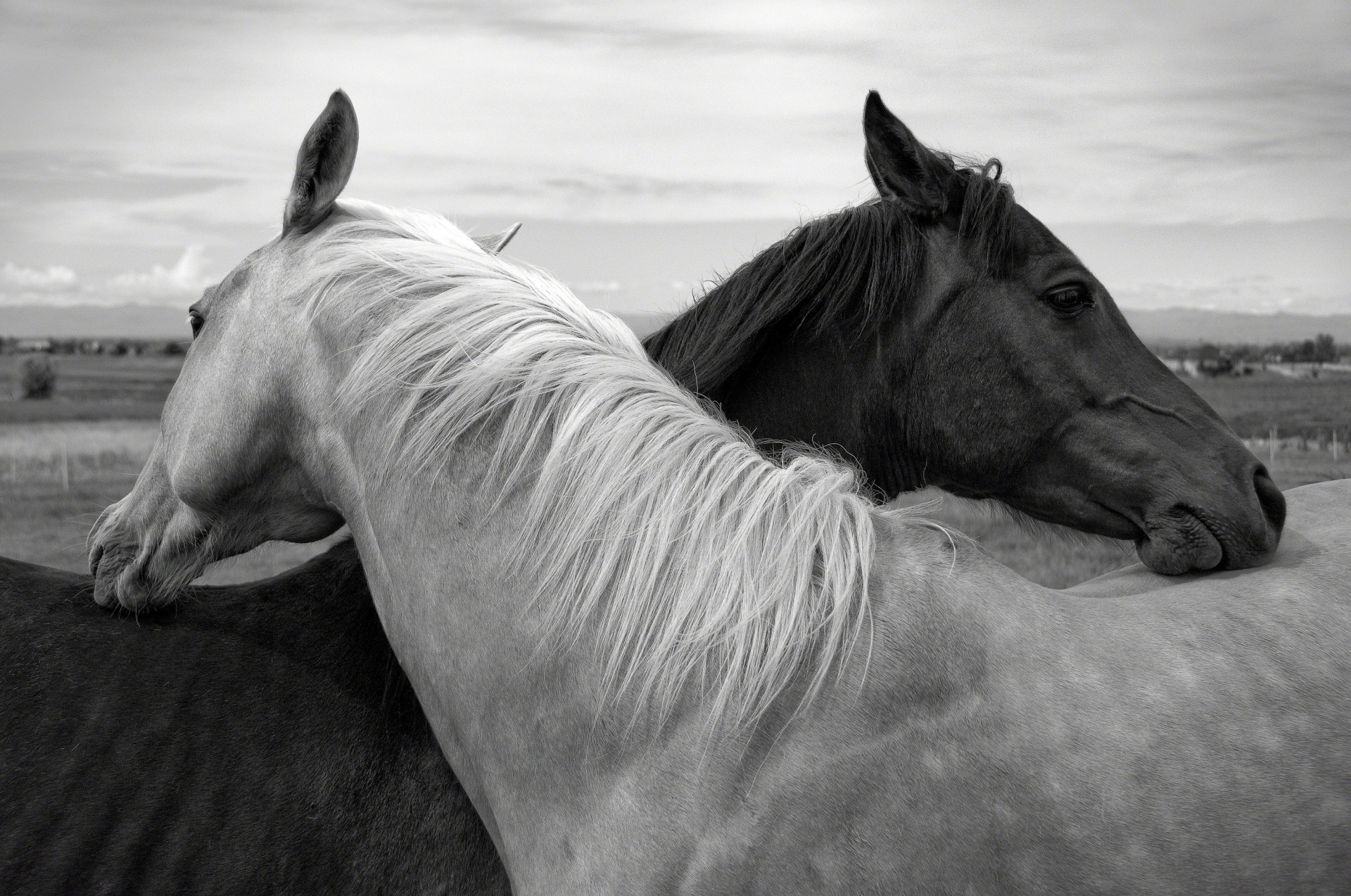 amitié tendresse chevaux noir et blanc