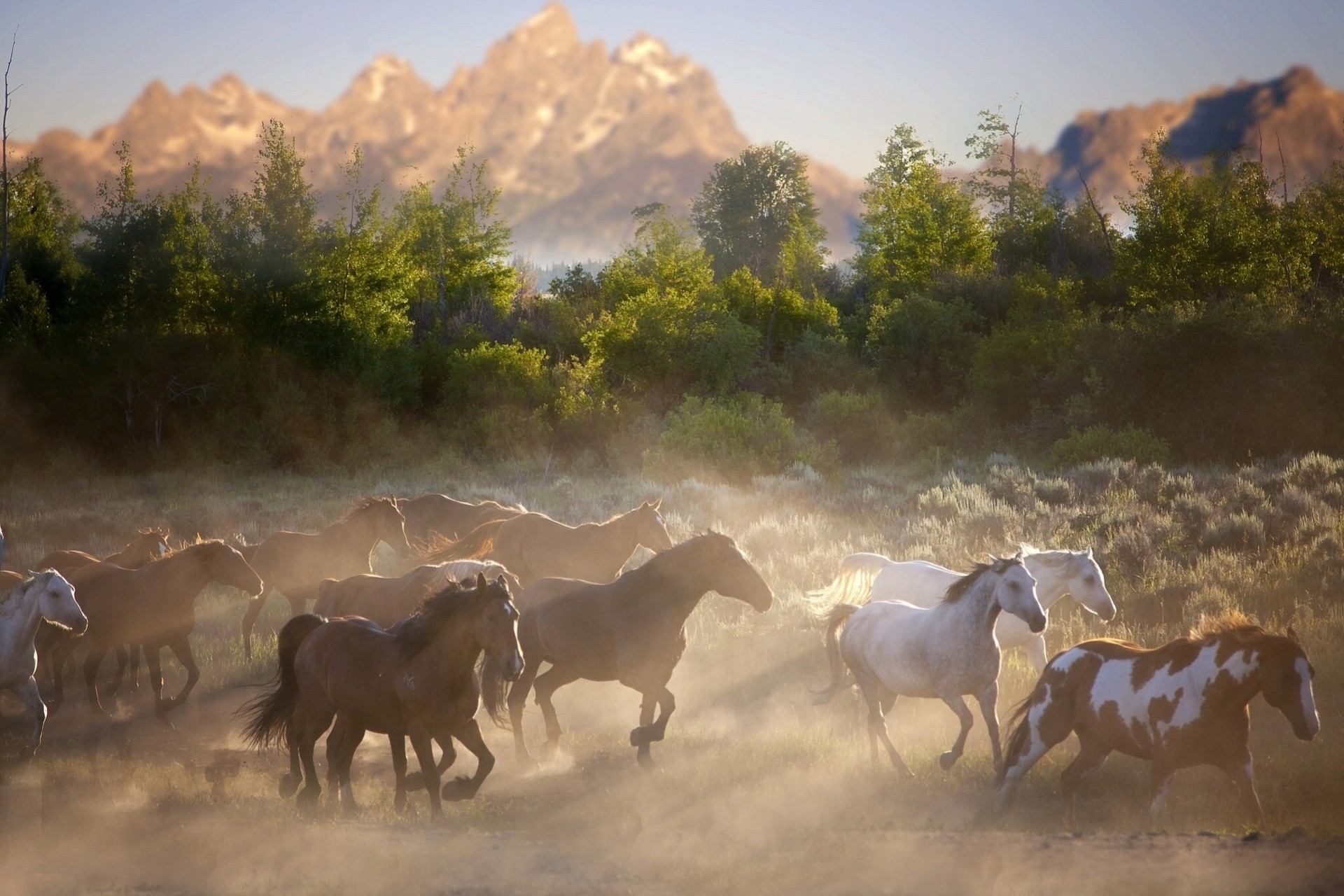 troupeau chevaux nature