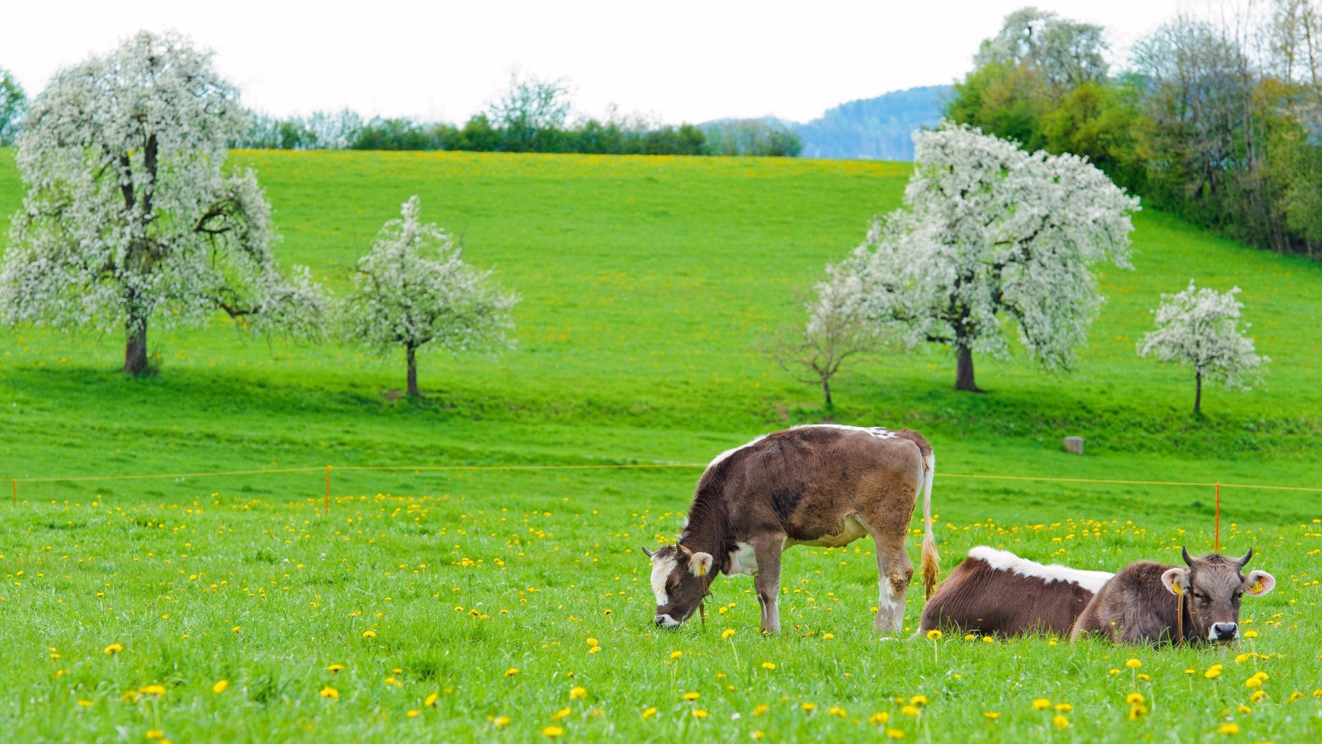 cow food grass spring