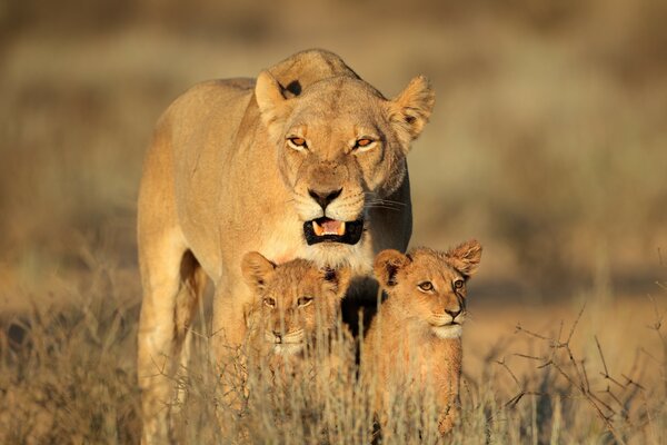 Familia de leones: Leona y leones