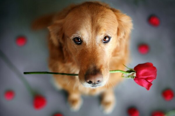 A red-haired dog with a rose in his teeth