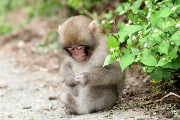 Petit singe regardant la plante