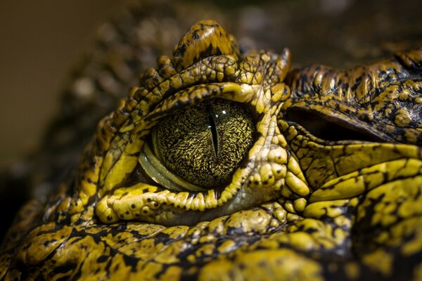 The approximate eye of a spotted crocodile